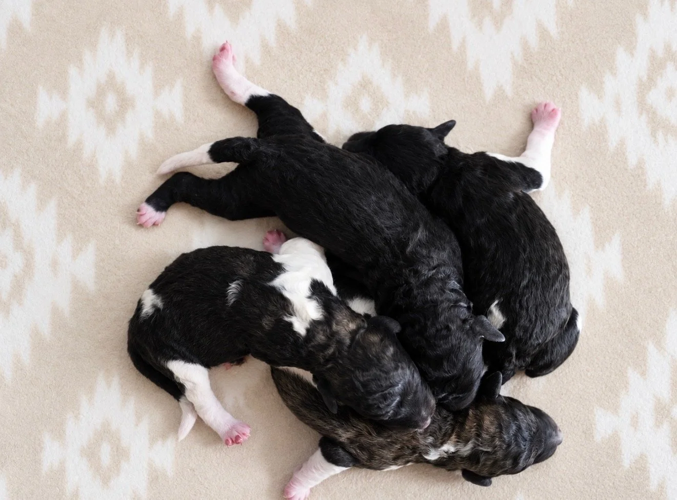 Why Not Just Get a Poodle?