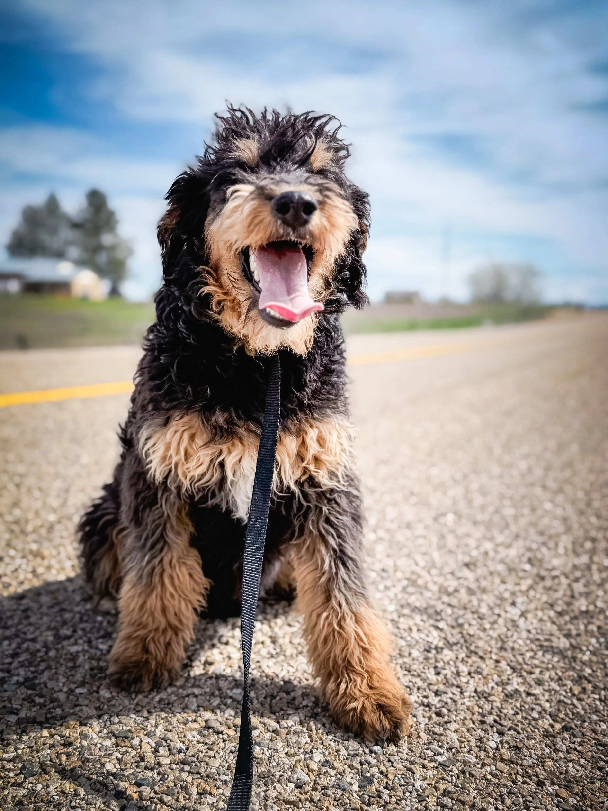 A happy, fluffy black and tan dog with a wide open mouth and tongue out, sitting on a gravel path outdoors with trees and buildings in the background under a partly cloudy sky.