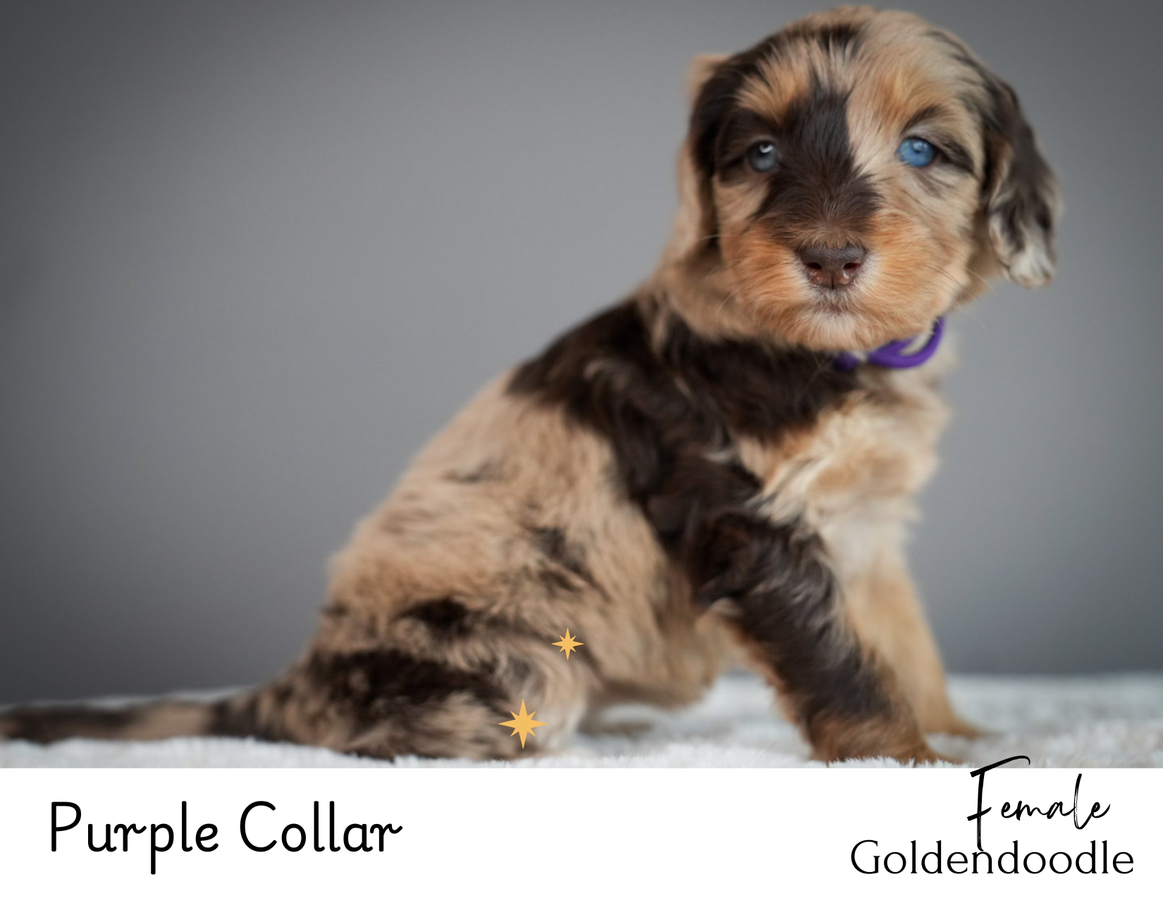 Hazel x Dallas Babies Website.zip - Purple Collar (4).PNG