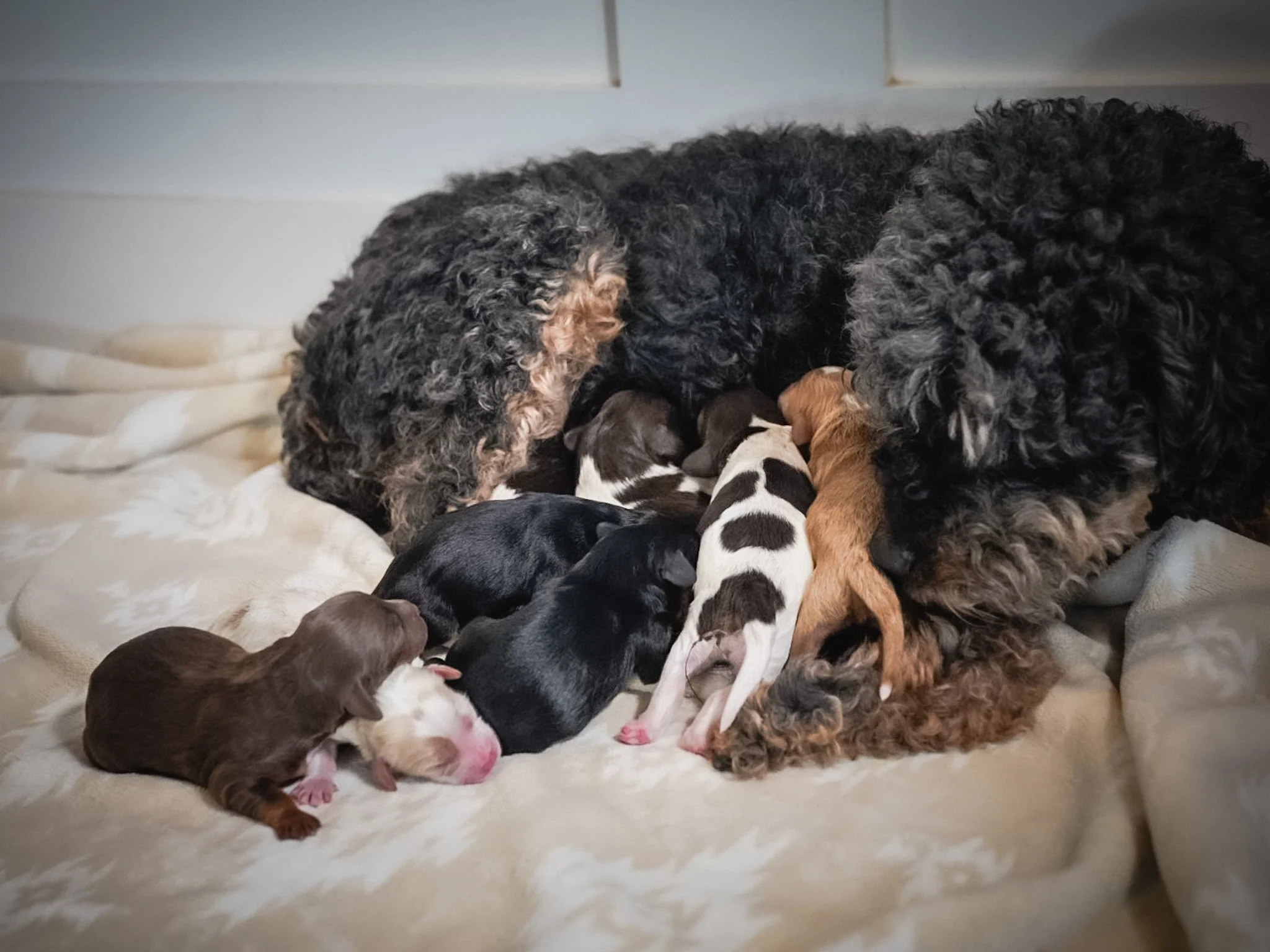 Most Well-Bred Puppies Become Family Dogs — And That’s the Point