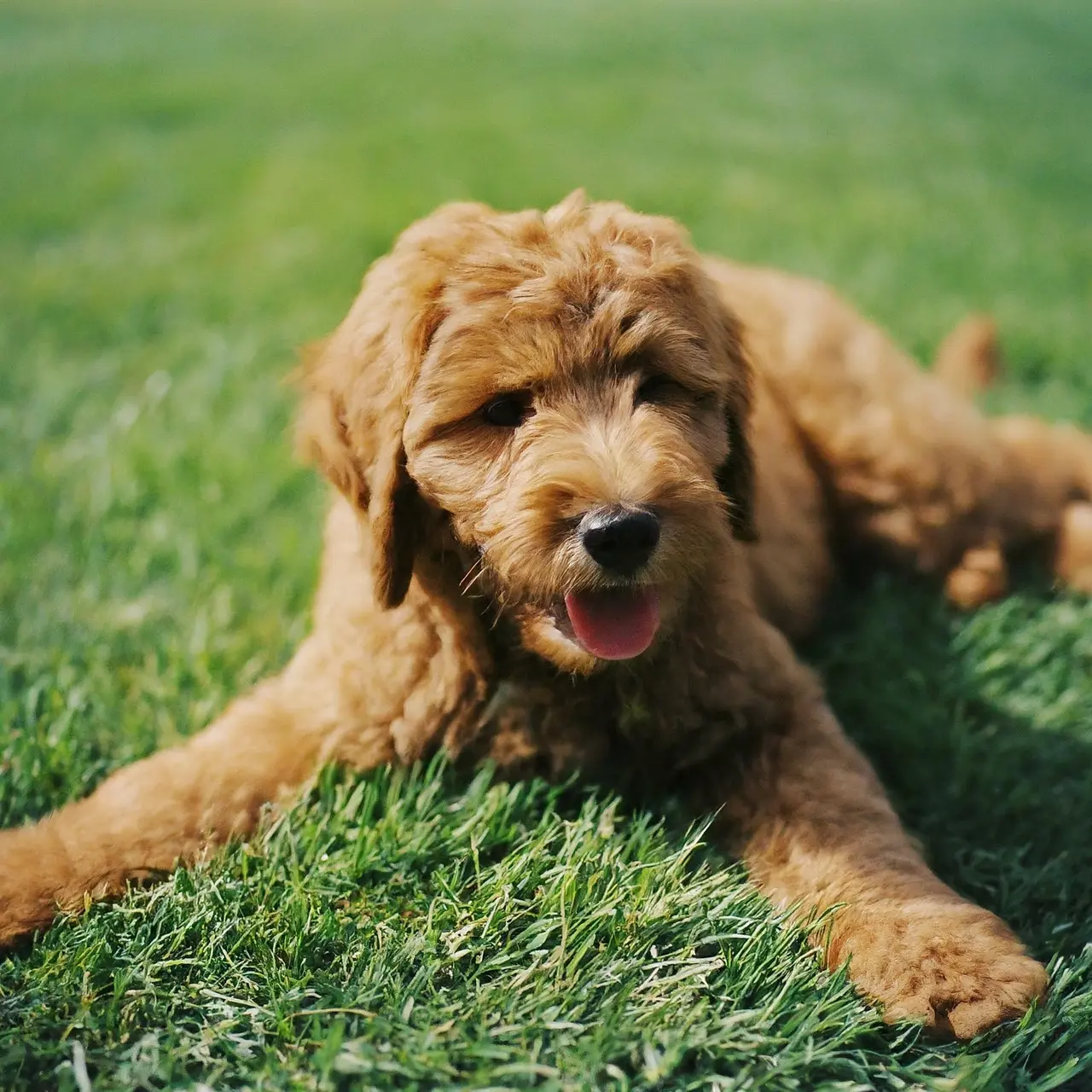 The Benefits of Choosing Ethically Bred Goldendoodle Puppies in Boise