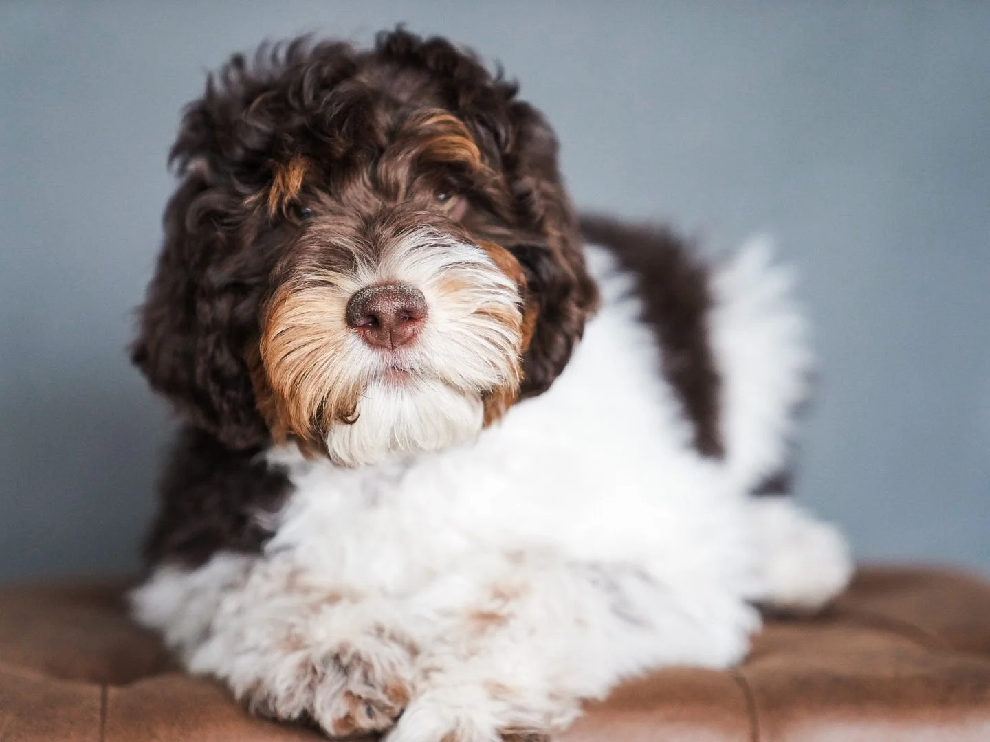 The Bernedoodle Breed: The Perfect Blend of Beauty, Loyalty, and Love