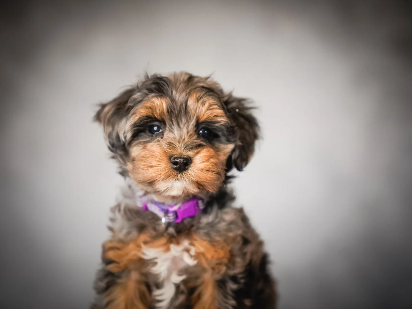 The Complete Guide to Ethical Doodle &amp; Poodle Breeder Standards