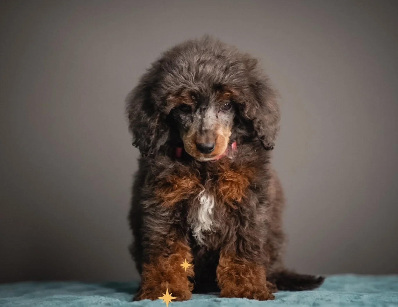 The Essential Guide for New Doodle &amp; Poodle Owners: What You Didn’t Know But Absolutely Should
