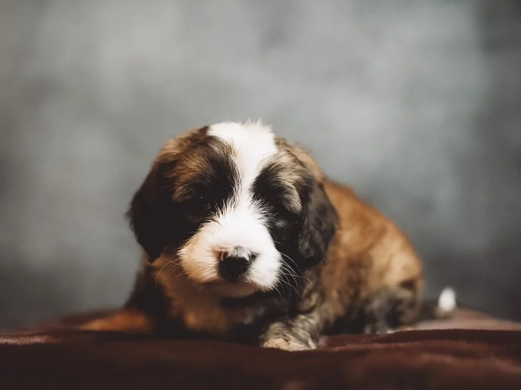 The First 5 Things to Do When Bringing Home Your New Puppy
