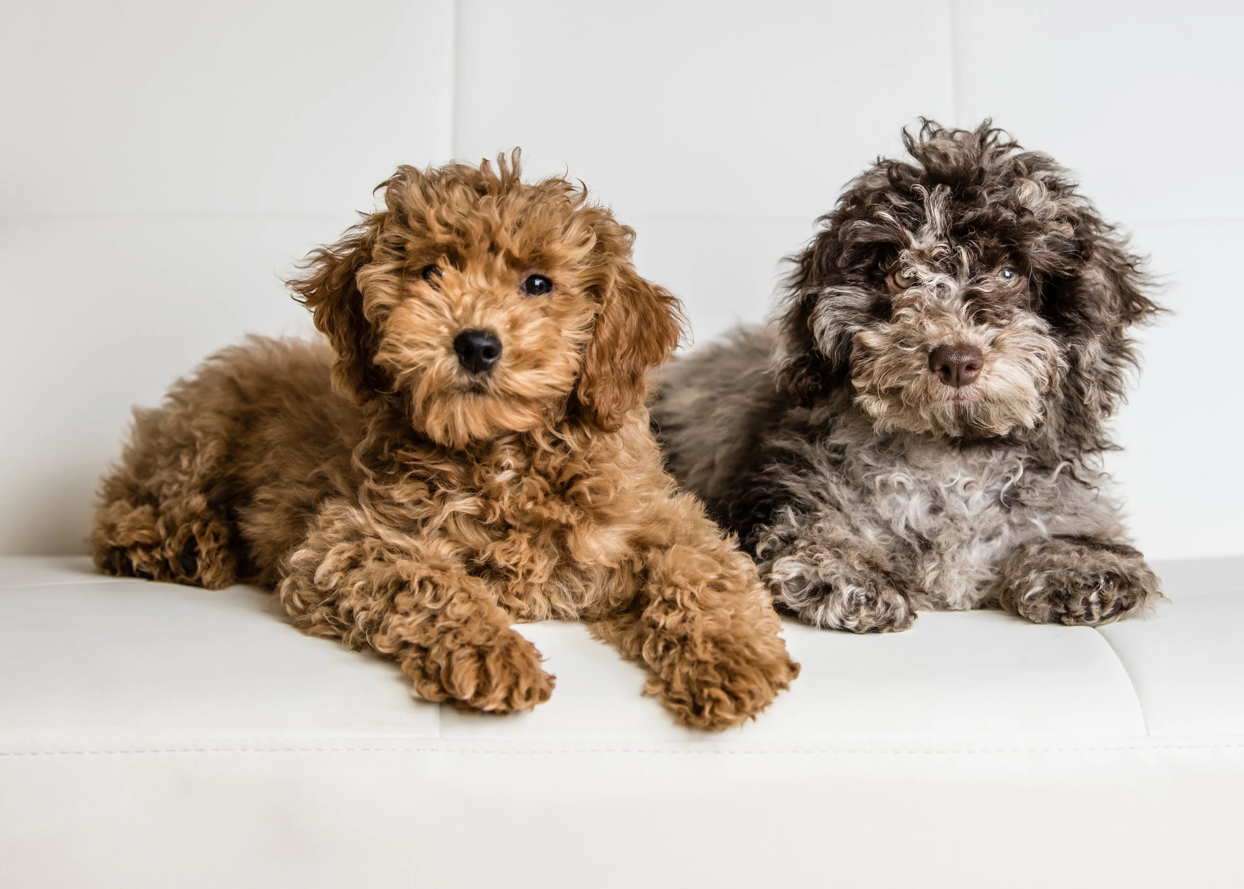 The Goldendoodle Breed: The Perfect Family Companion?