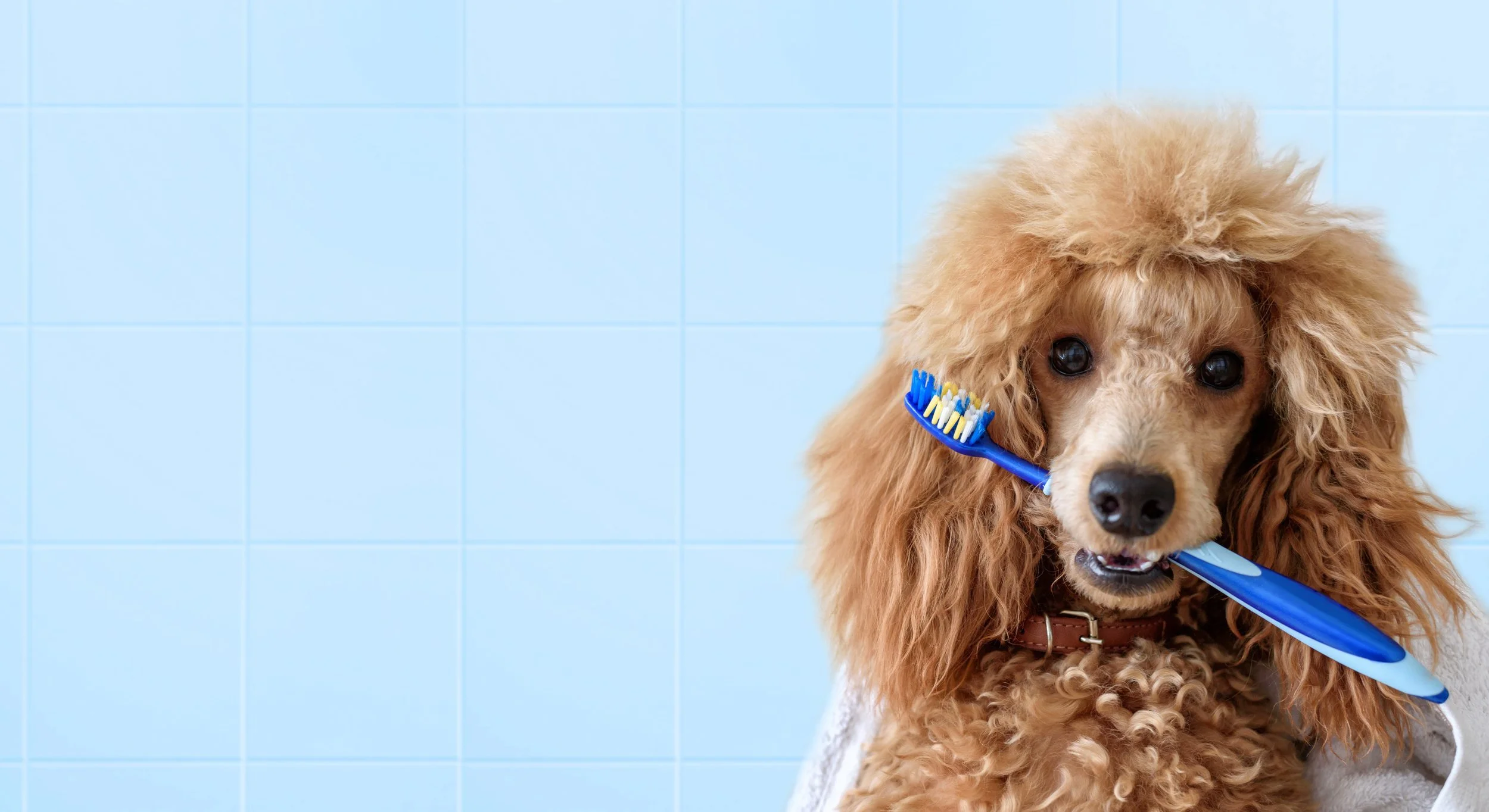 The Importance of Dog Dental Care: Brushing, Cleanings, and Beyond