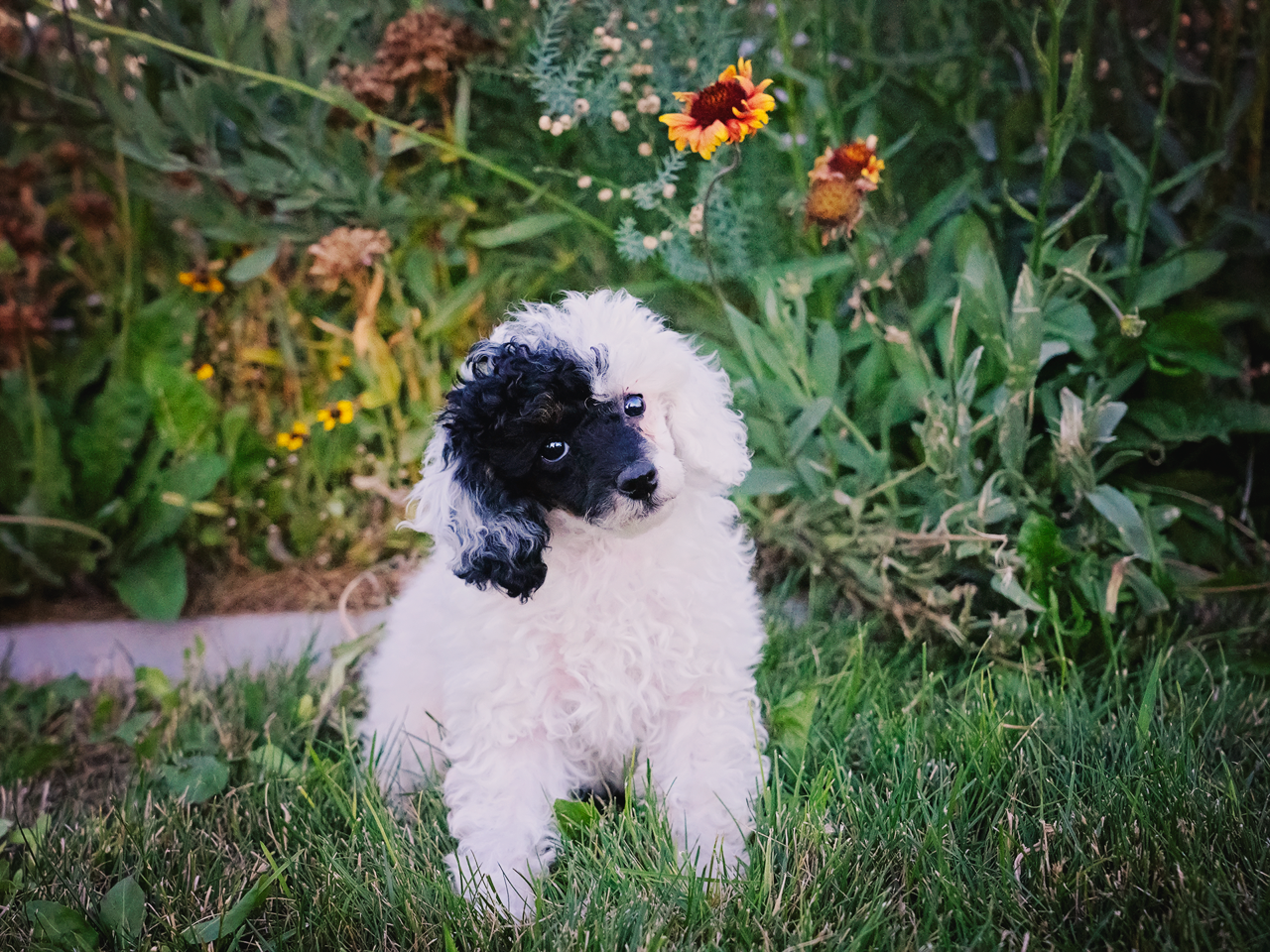 A small fluffy puppy with black and white fur sitting on grass in a garden with yellow and red flowers in the background.