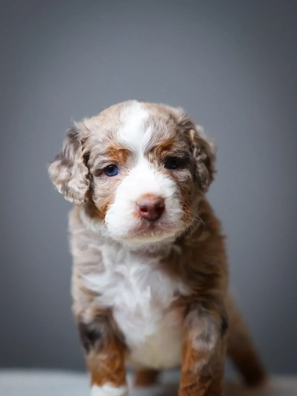 a fluffy brown and white bernedoodle puppy with blue eyes on a grey background