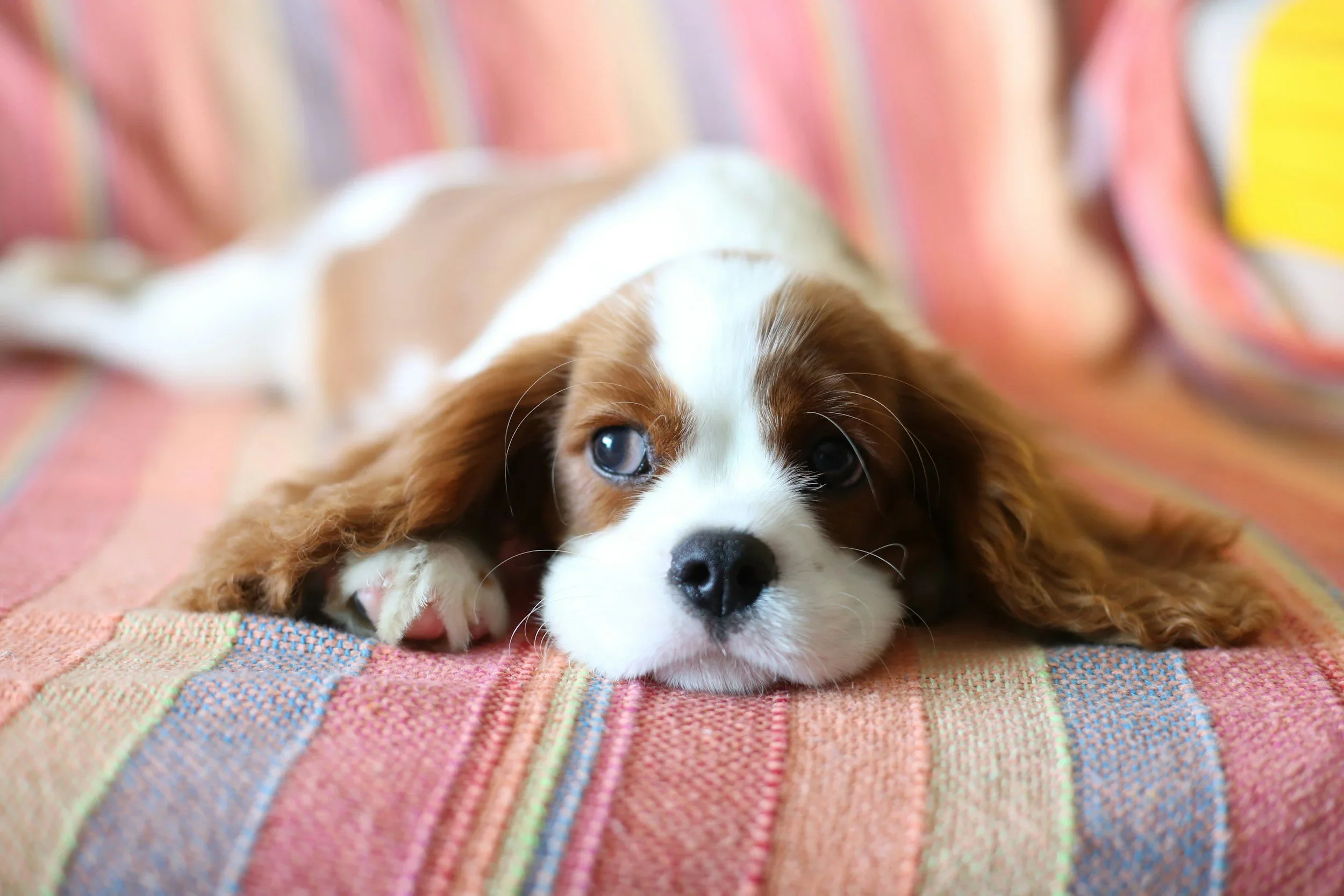 The Cavalier King Charles Spaniel: The Ultimate Farmhouse Companion Dog
