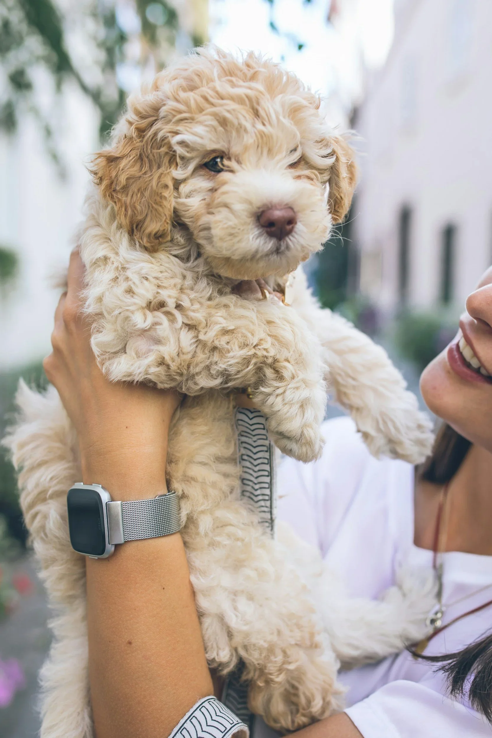 Goldendoodle Puppies in Boise, Idaho: What Families Need to Know Before They Search