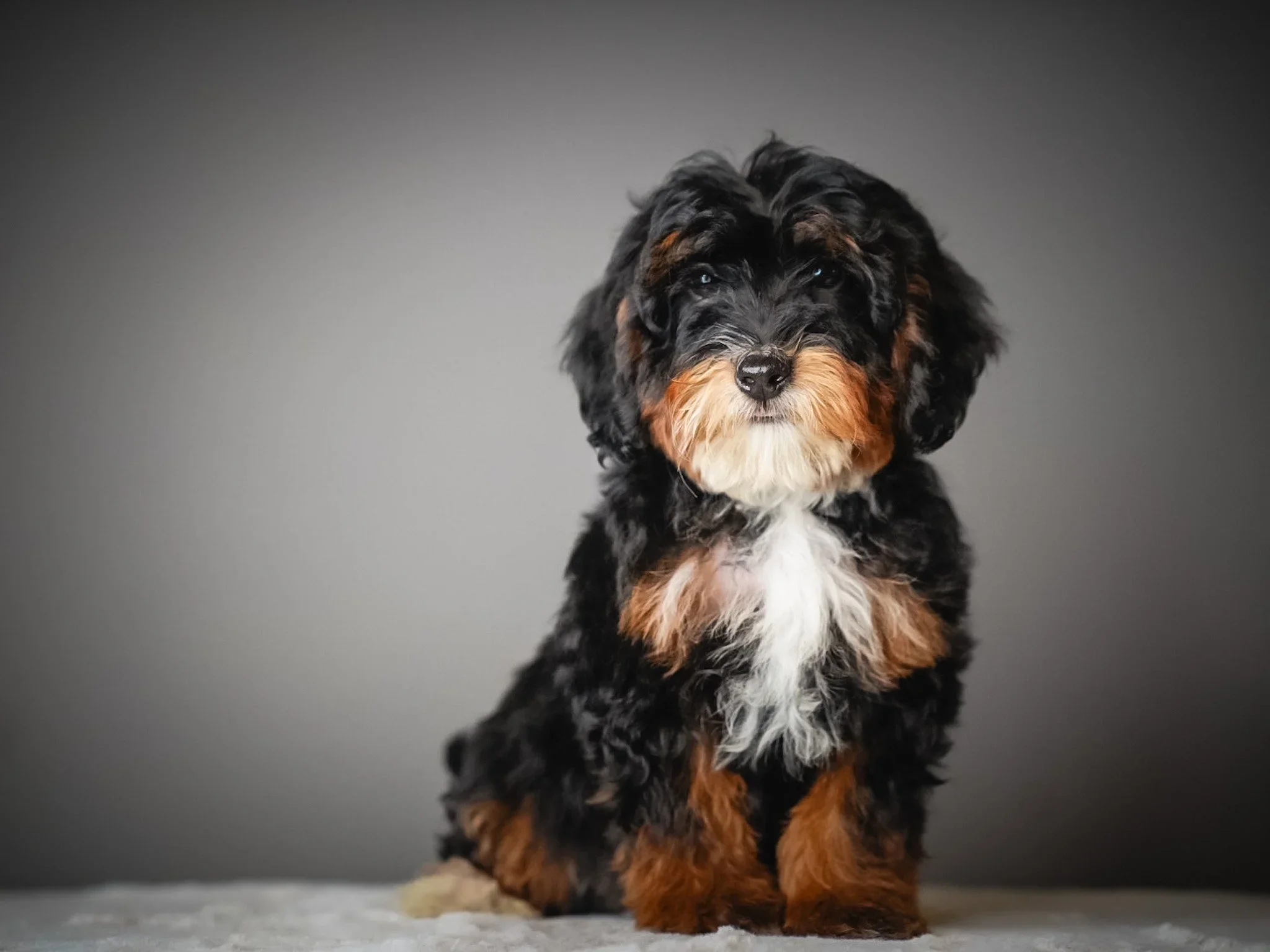 Bernedoodle Breeders in Idaho: Everything You Need to Know Before You Search
