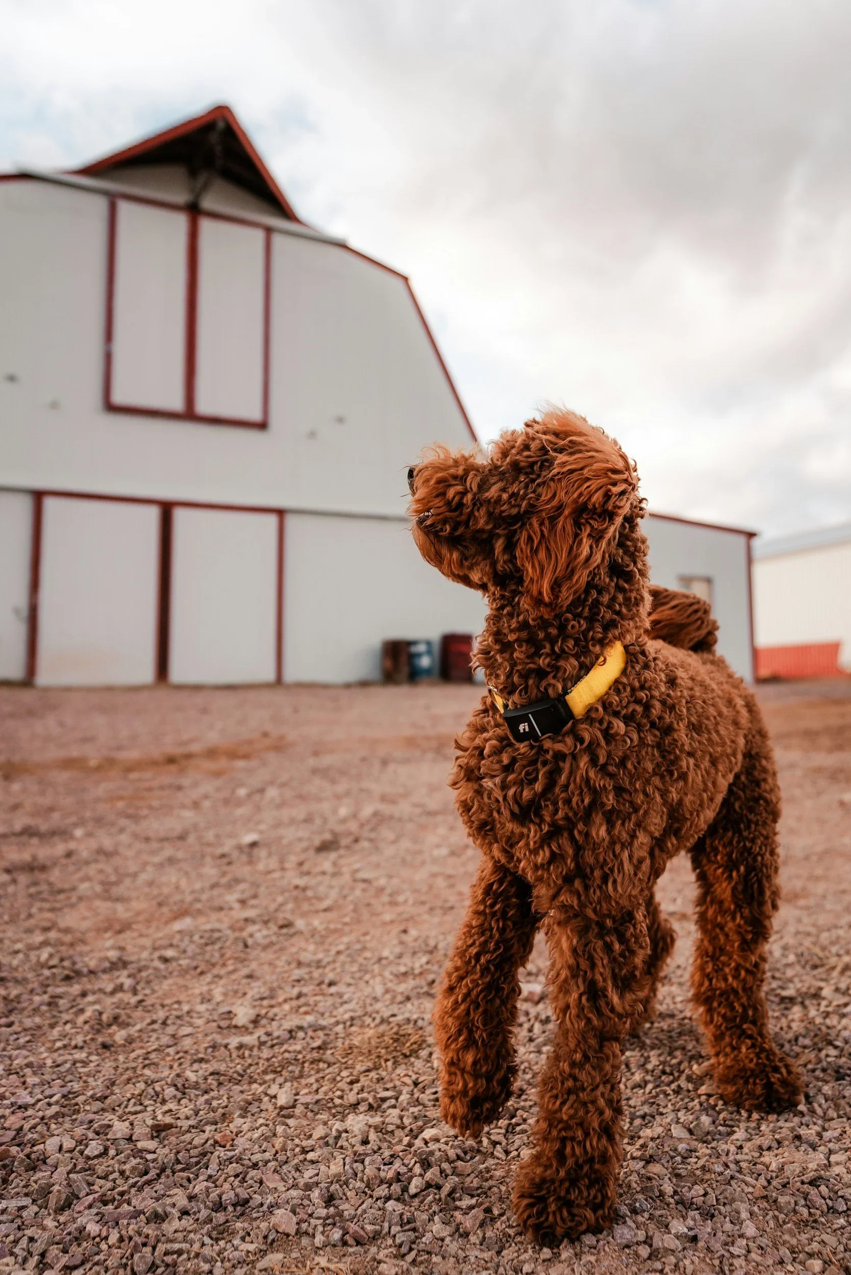 Finding an Ethical Dog Breeder in Idaho: The Complete Buyer's Guide