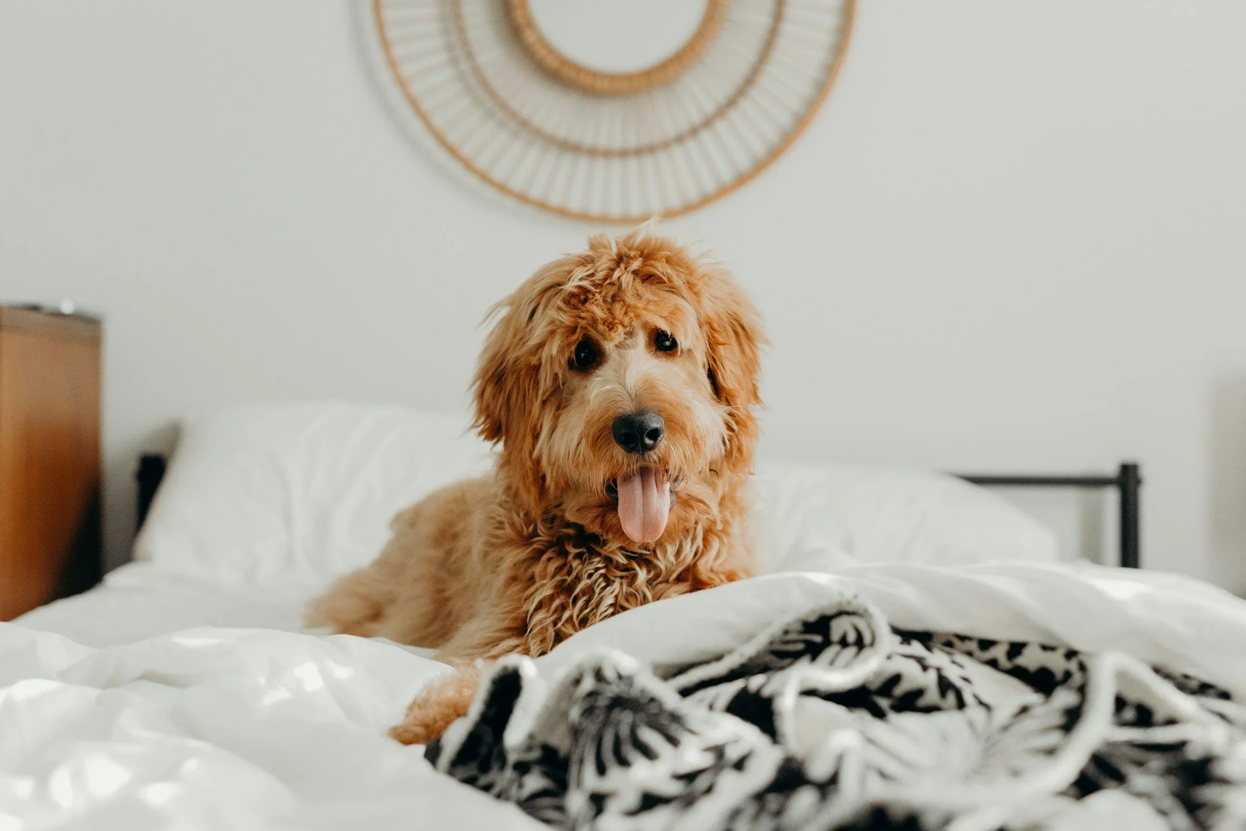 The Truth About Doodle Shedding: What No One Tells You Before You Buy