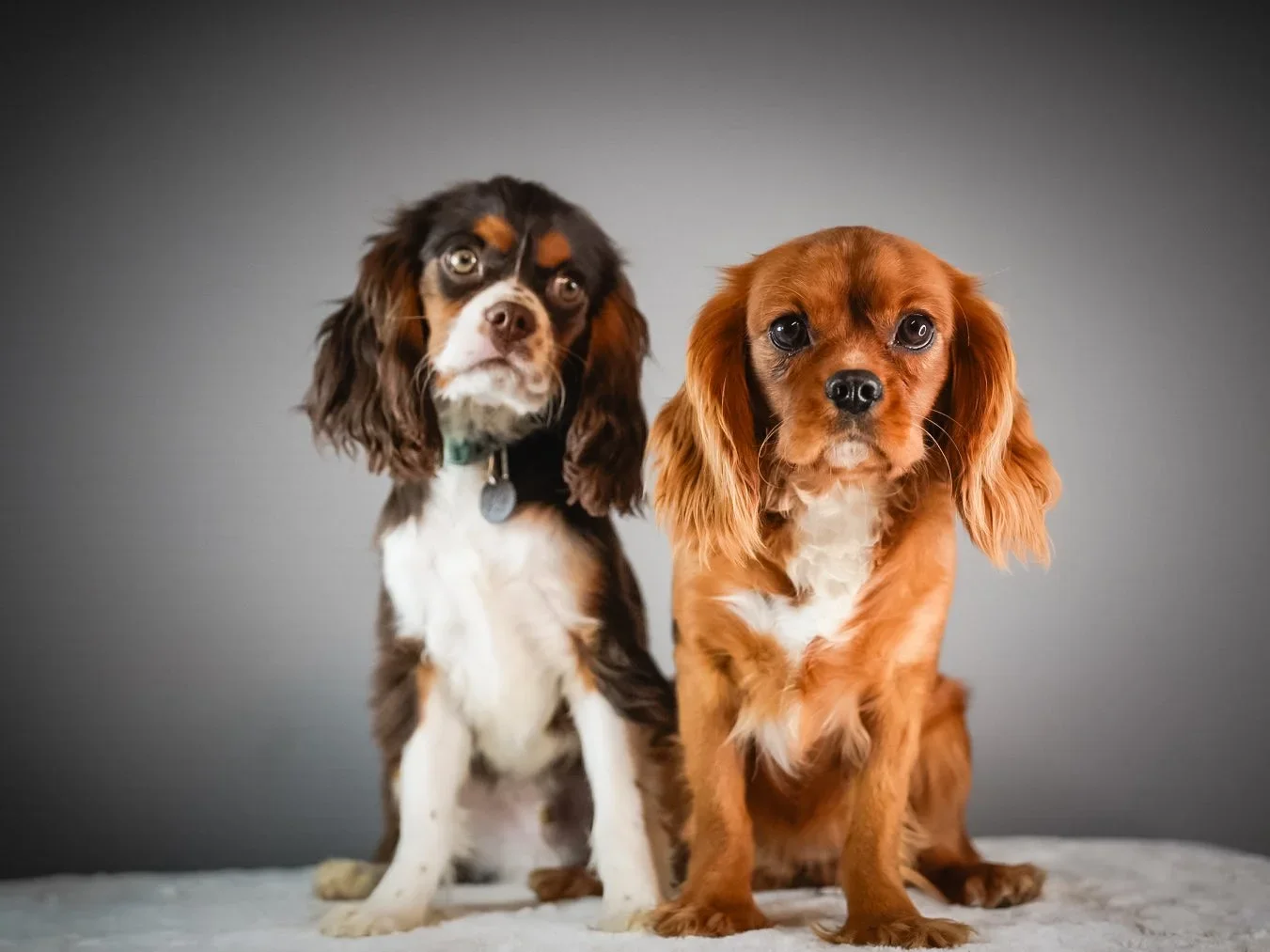 Cavalier King Charles Spaniel vs. Cavapoo: Which One Is Right for Your Family?