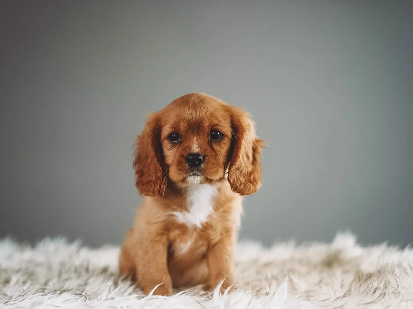 Why I'm completely obsessed with Cavalier King Charles Spaniels — and why you will be too