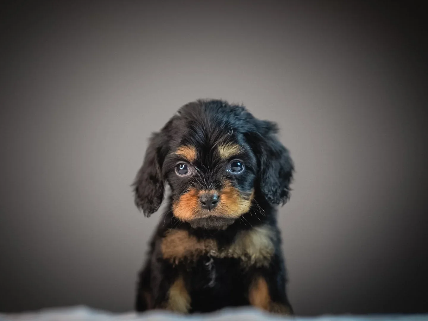 Why Every Puppy We Send Out of State Has a Health Certificate — and Why That Shouldn't Be Rare