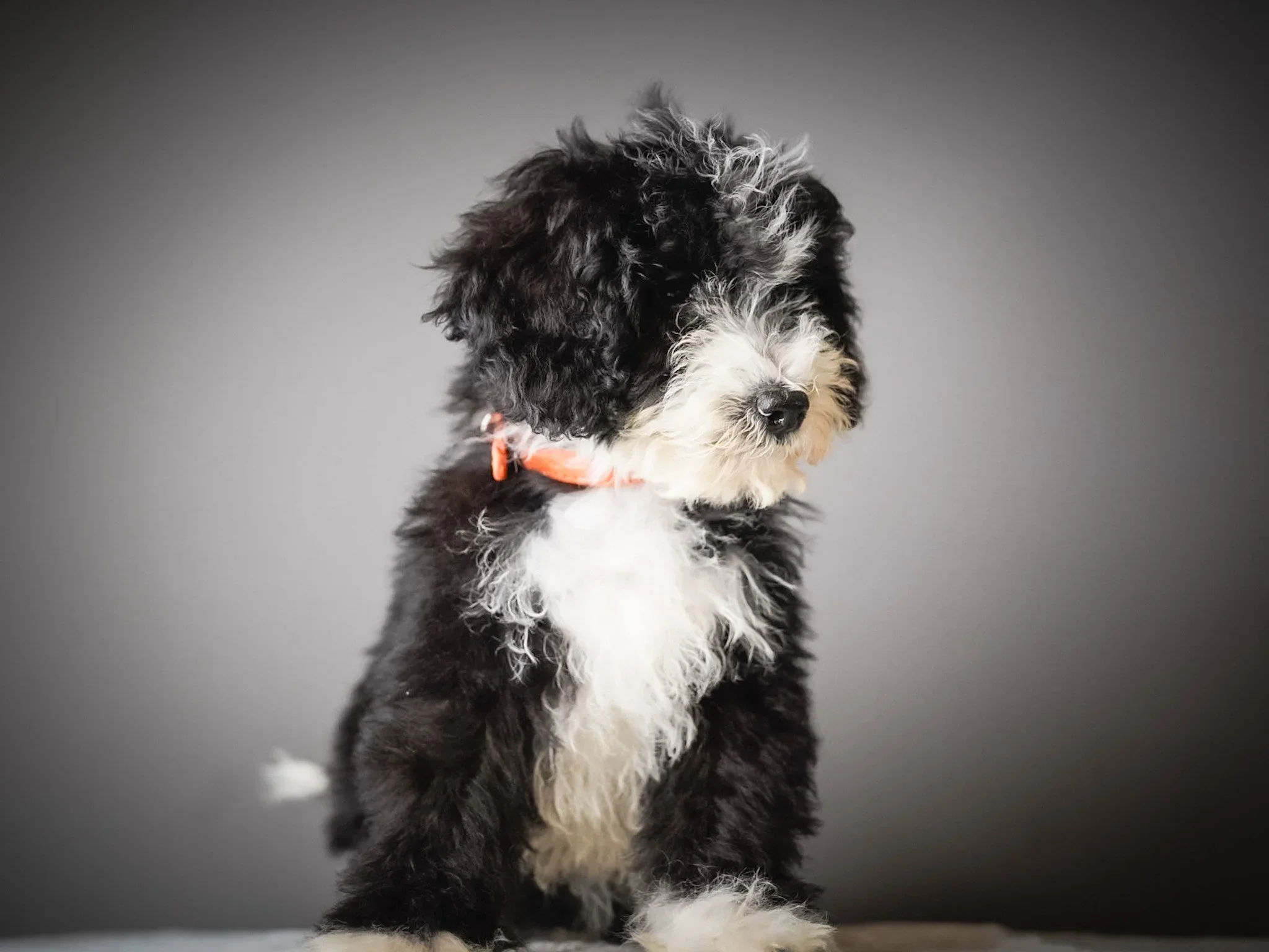 The Truth About Doodles and Allergies: What "Hypoallergenic" Actually Means