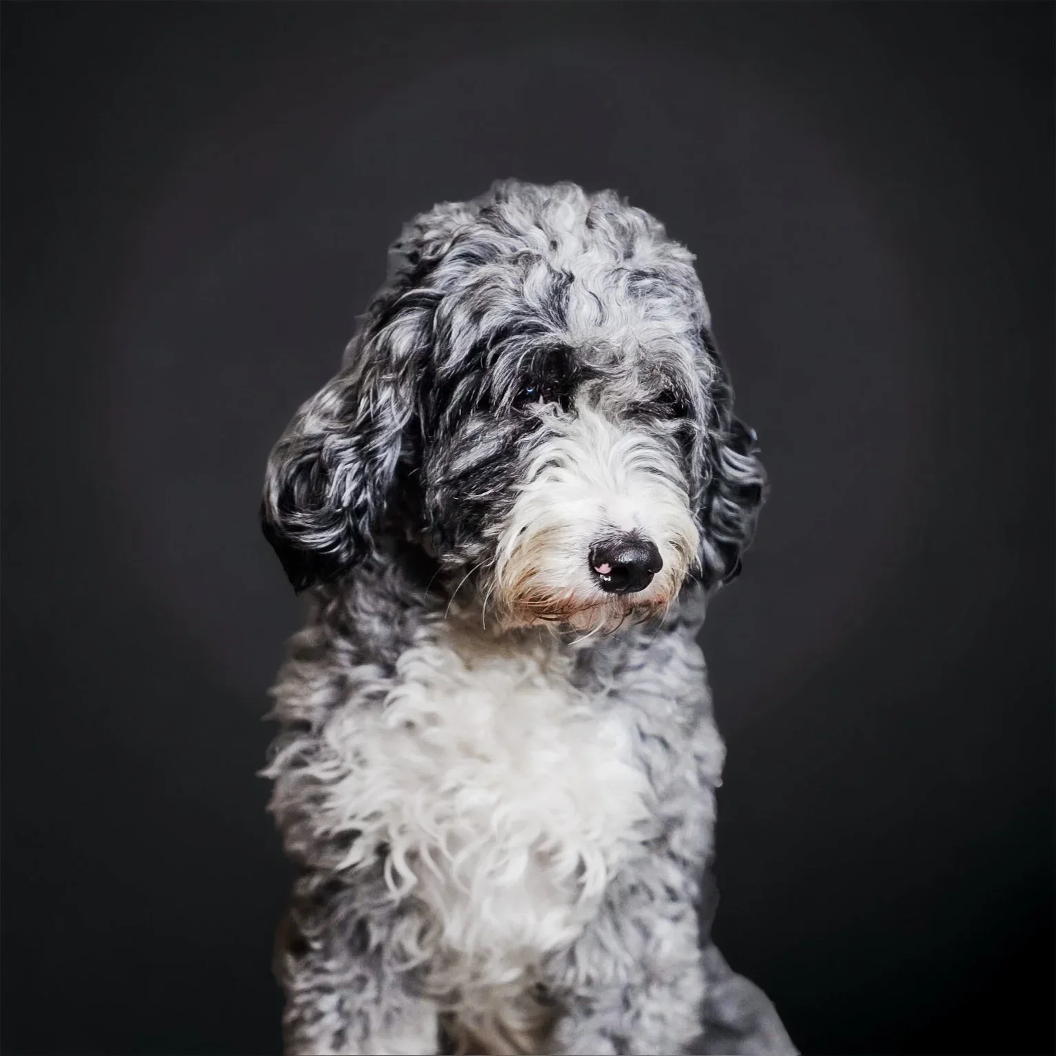 The Social Media Pile-On: What Buyers Should Know About Online Breeder Criticism