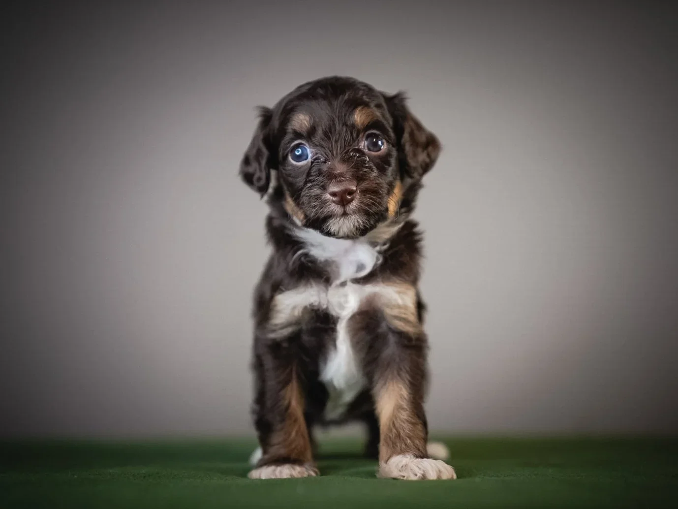 What Is a Guardian Home — and Why Do Ethical Breeders Use Them?