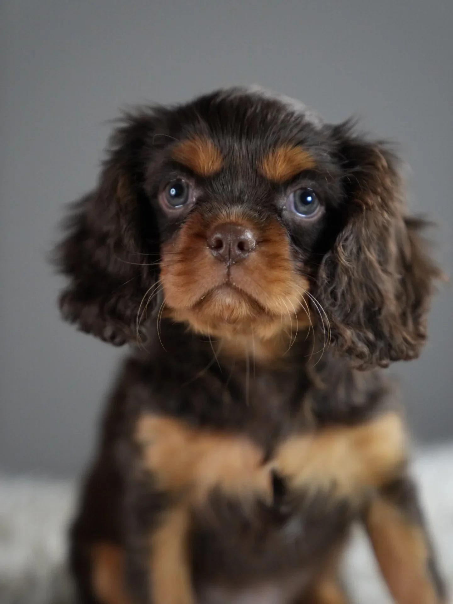 What Happens After You Bring Your Puppy Home: The Ethical Breeder's Role