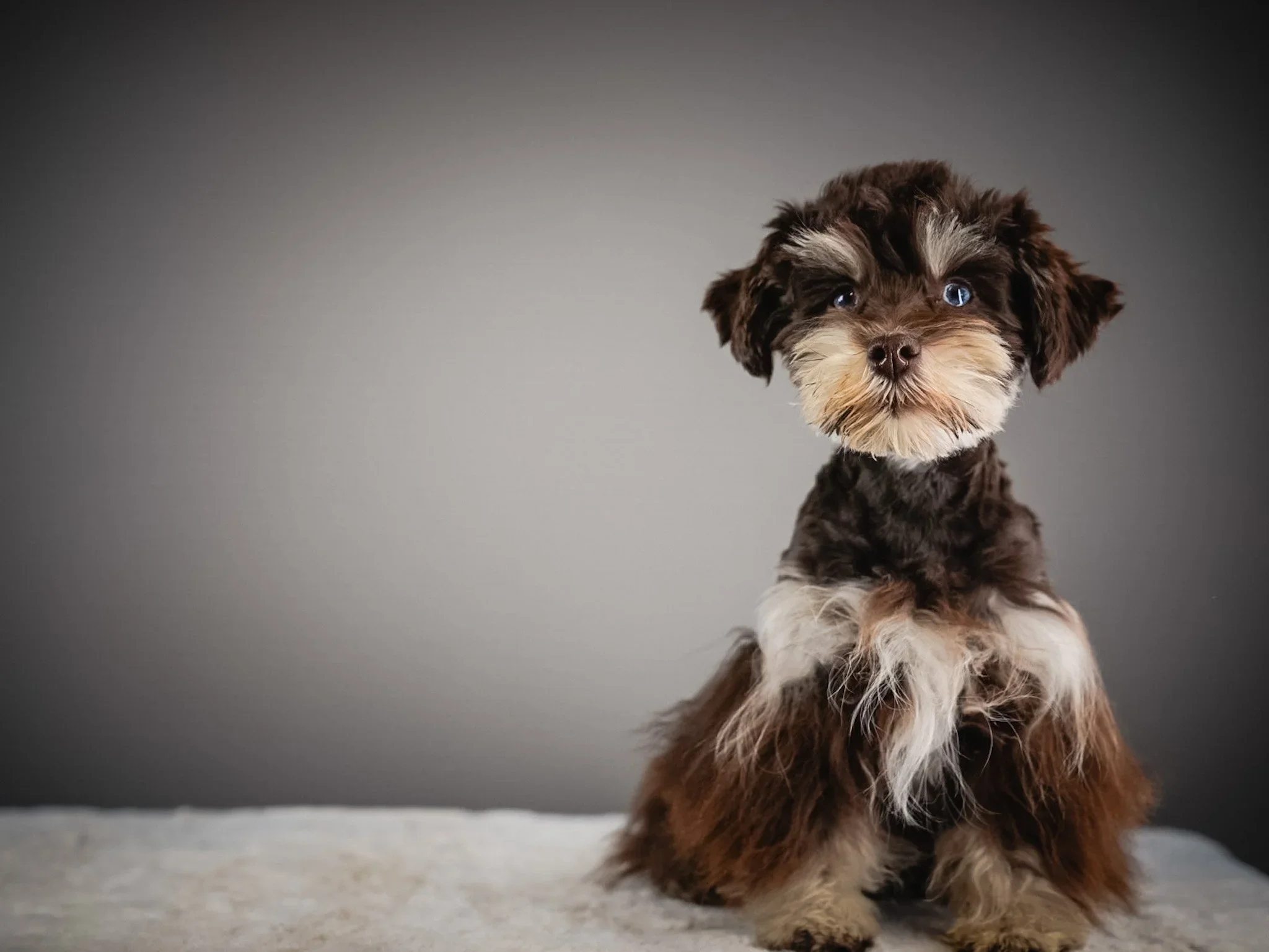The Real Cost of a "Cheap" Puppy — What No One Tells You Before You Buy