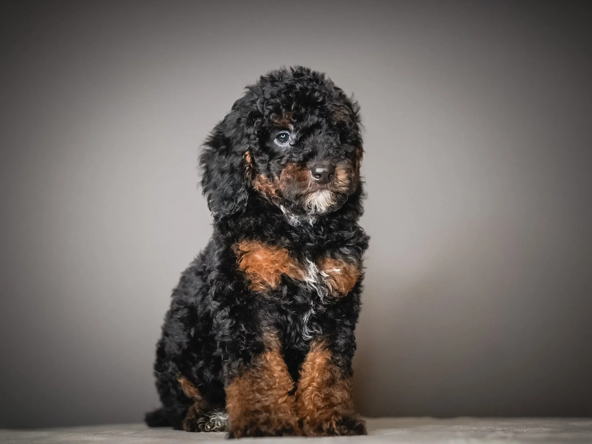 What Makes a Good Breeding Dog? (Hint: It's Not Just Looks)