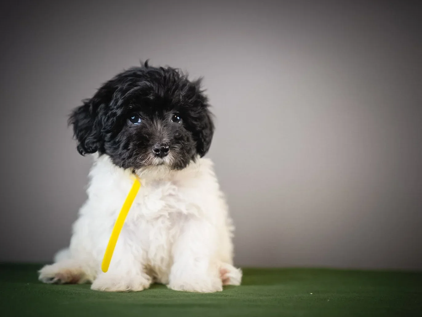 OFA vs. PennHIP: What Every Ethical Breeder Does Before Placing a Puppy