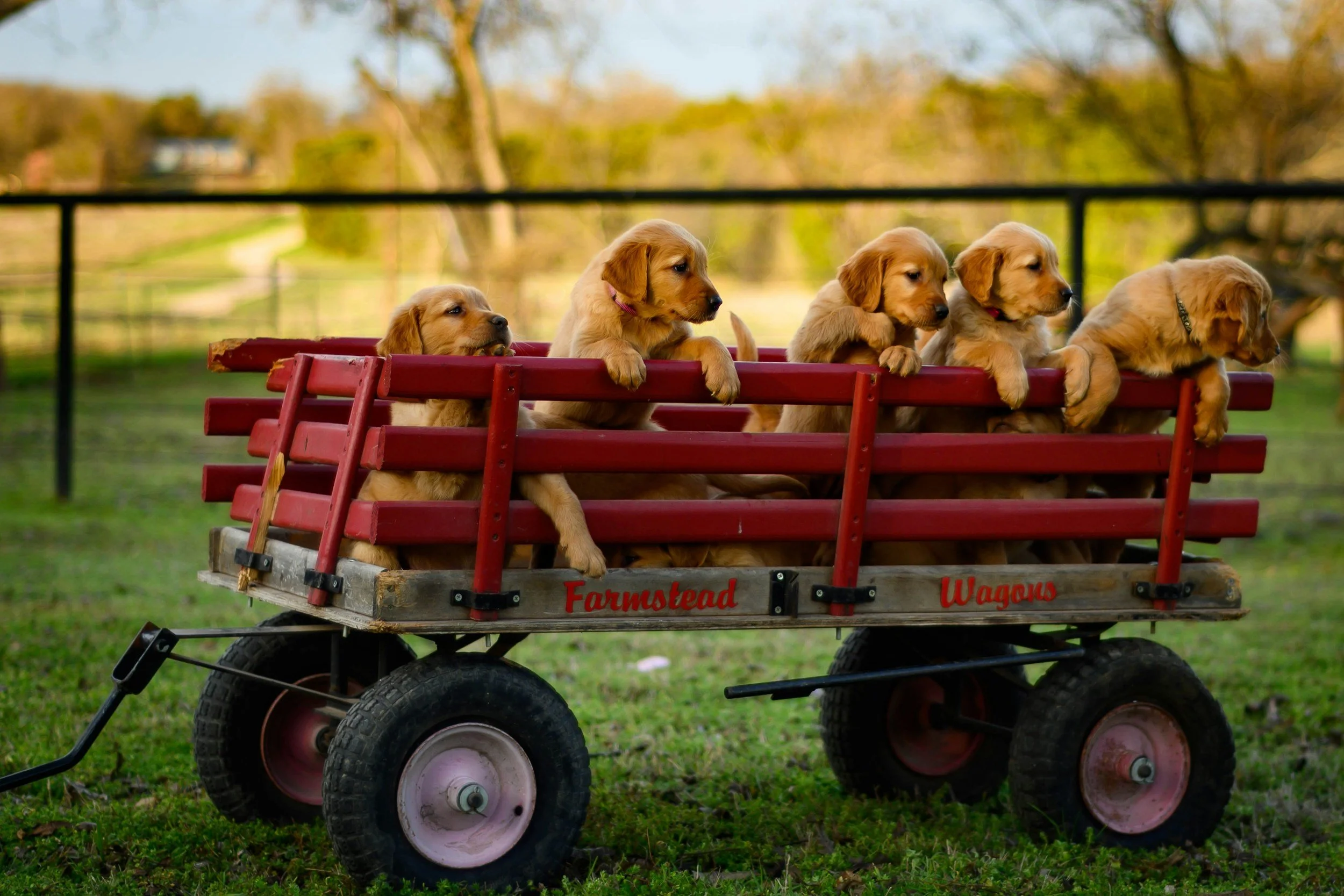 What "Farm-Raised" Actually Means (and Why It's a Game-Changer for Your Future Puppy)