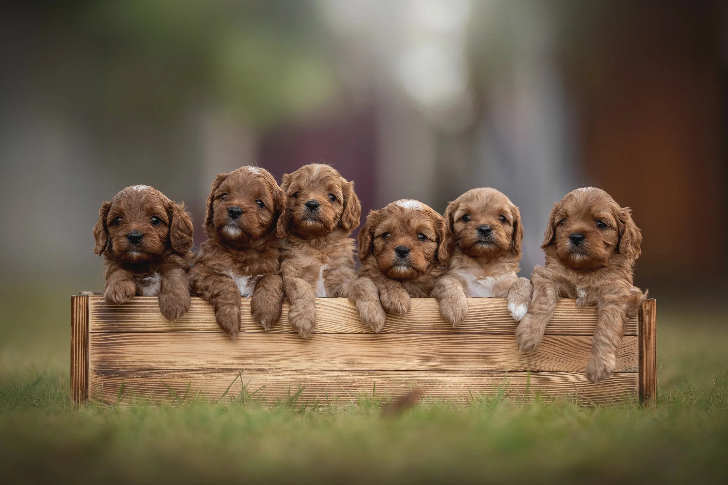 What Is a Munchkin Bernedoodle? A First-Time Buyer's Guide