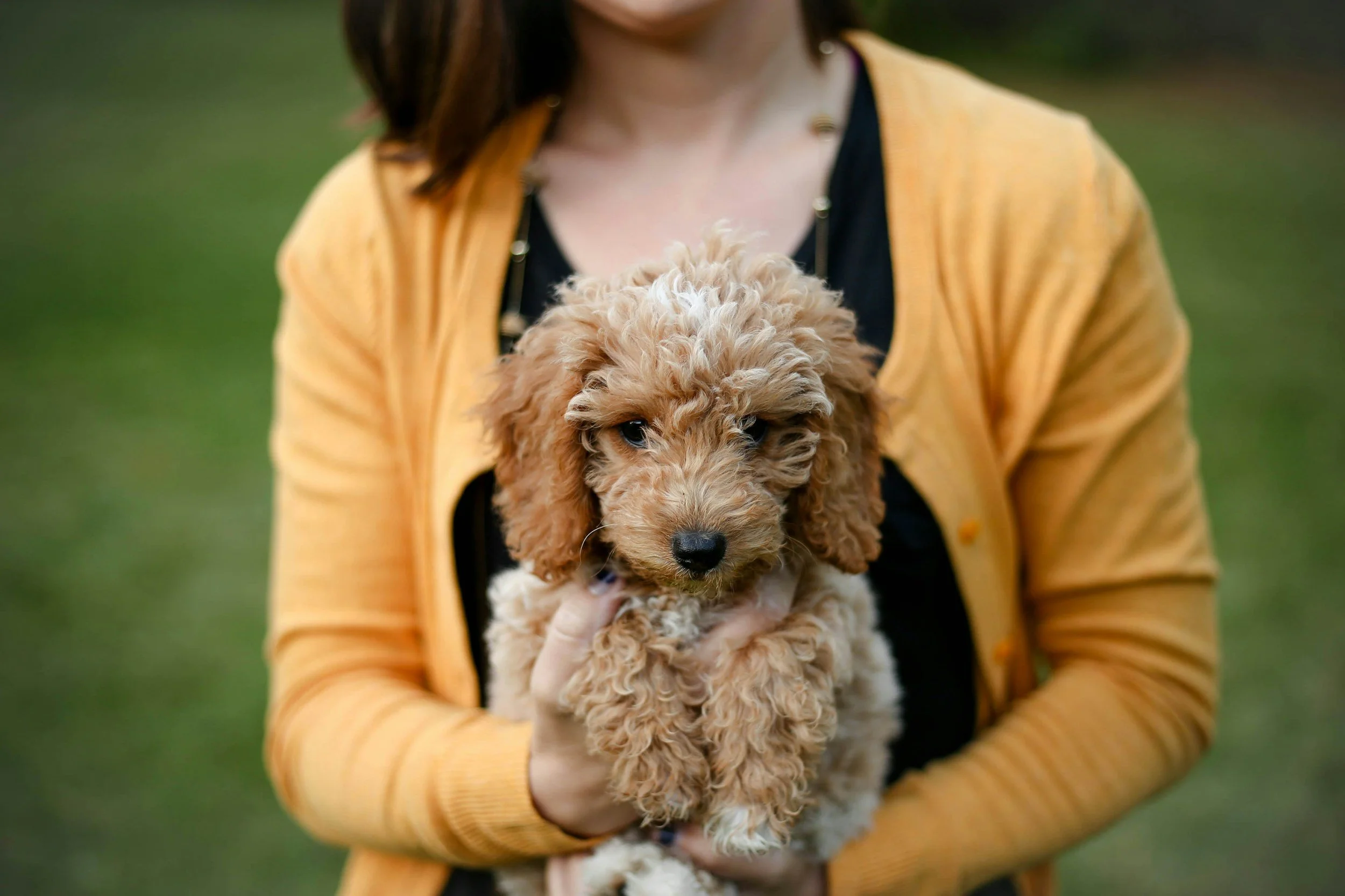 Why Boise Doodle Co. Partnered with Good Dog: The Gold Standard for Ethical Doodle Breeders