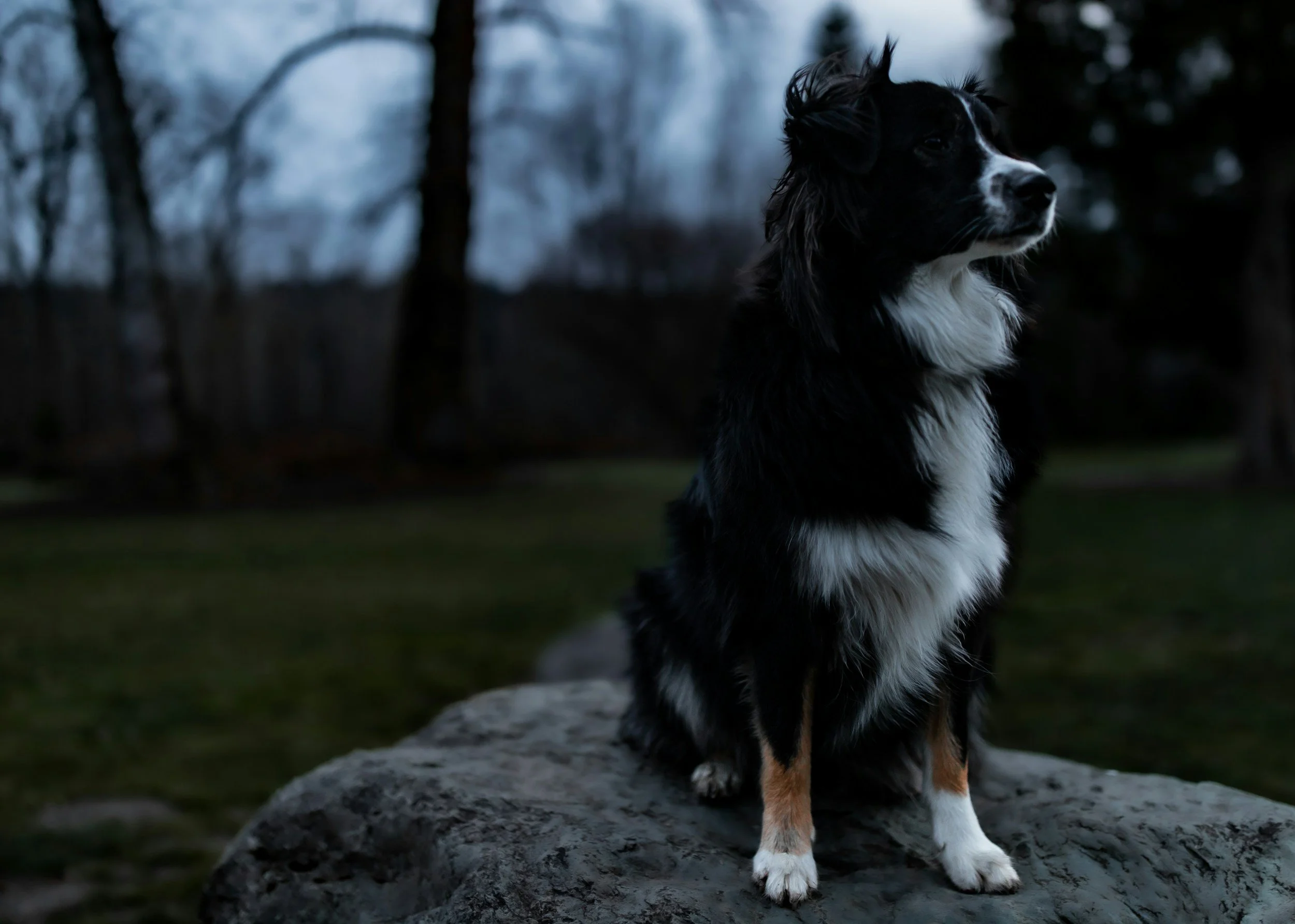 How to Spot a Fake Good Dog Listing: 7 Red Flags Every Doodle Buyer Should Know
