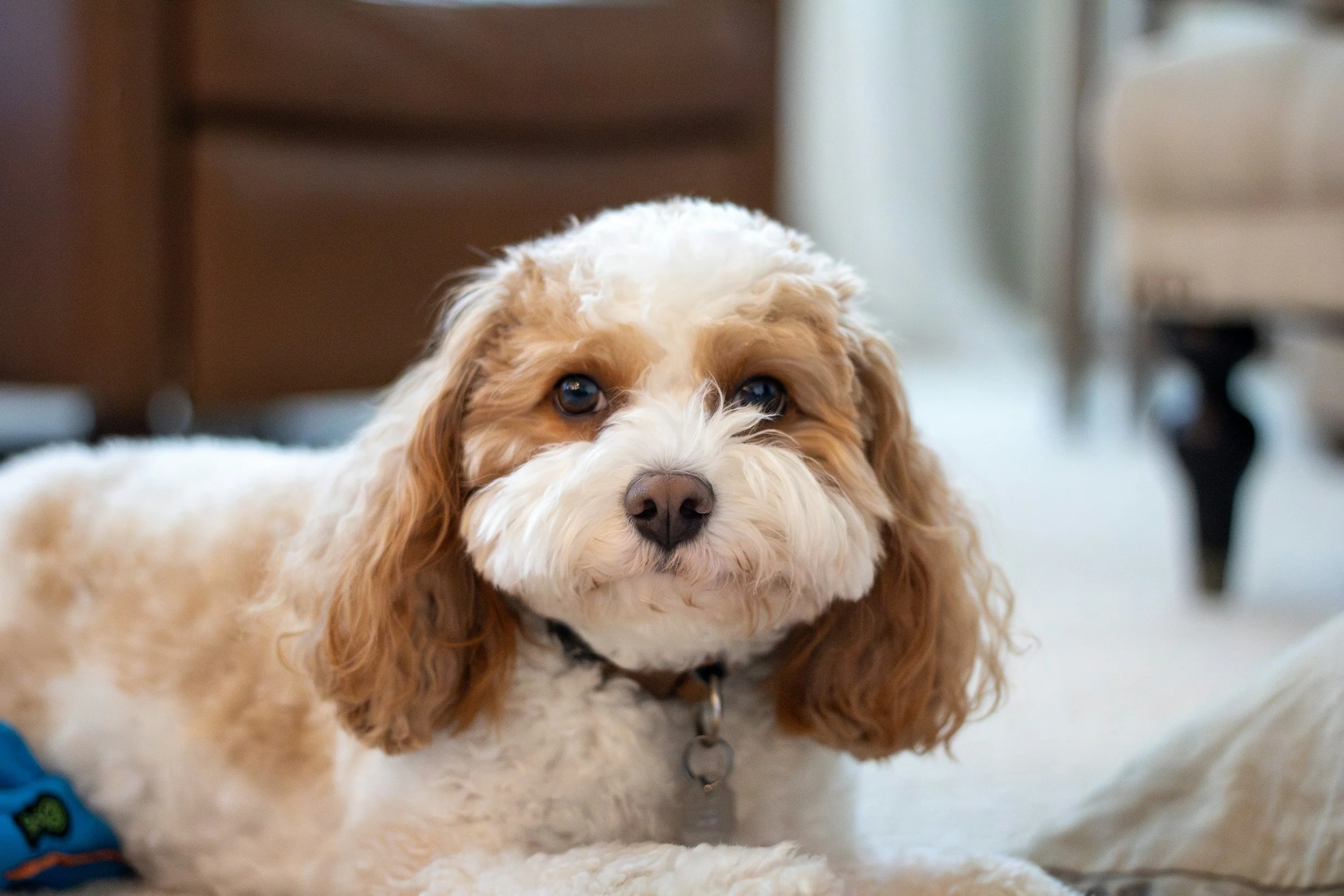Good Dog Tiers Explained: Good vs. Better vs. Excellent (And What It Means for Your Doodle Puppy)