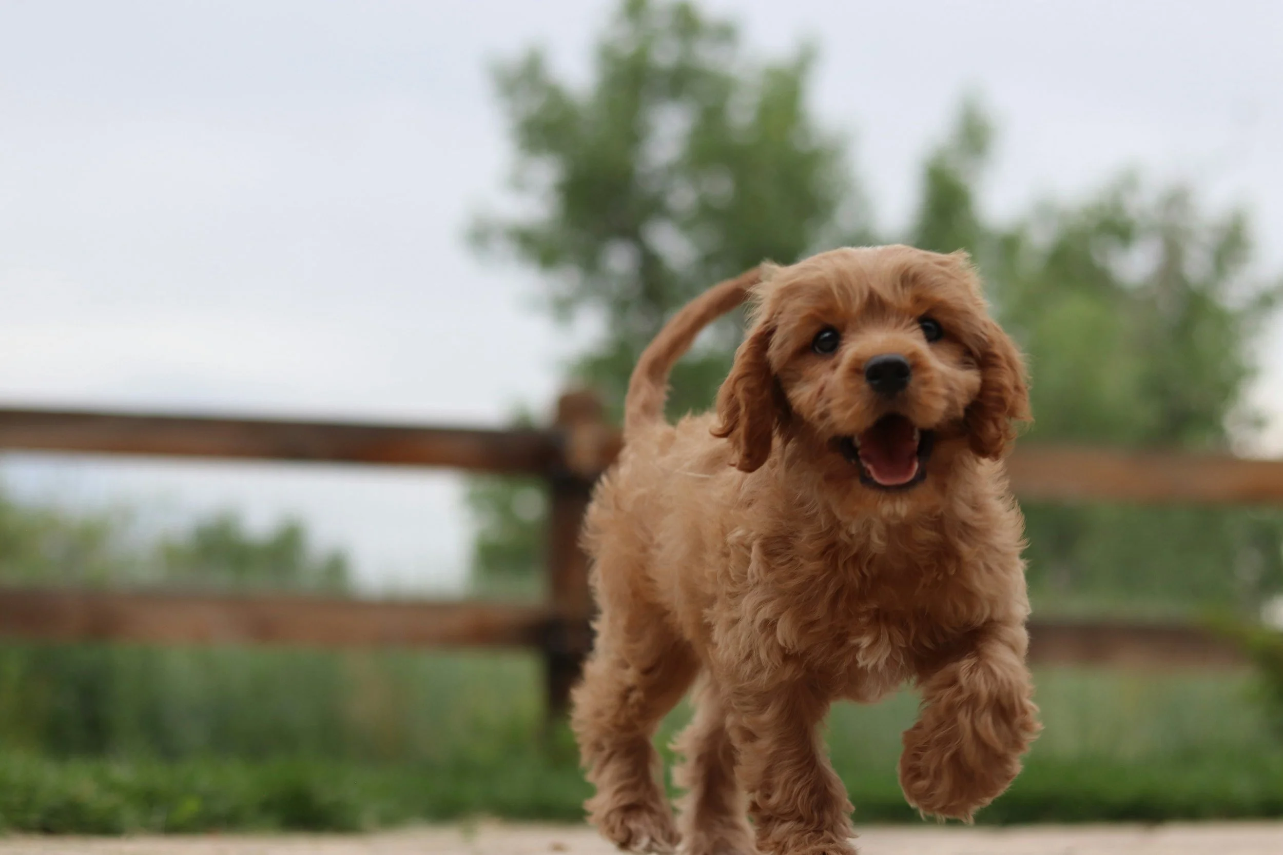 How Much Does a Cavapoo Cost? (And Why Cheap Cavapoos Are a Red Flag)