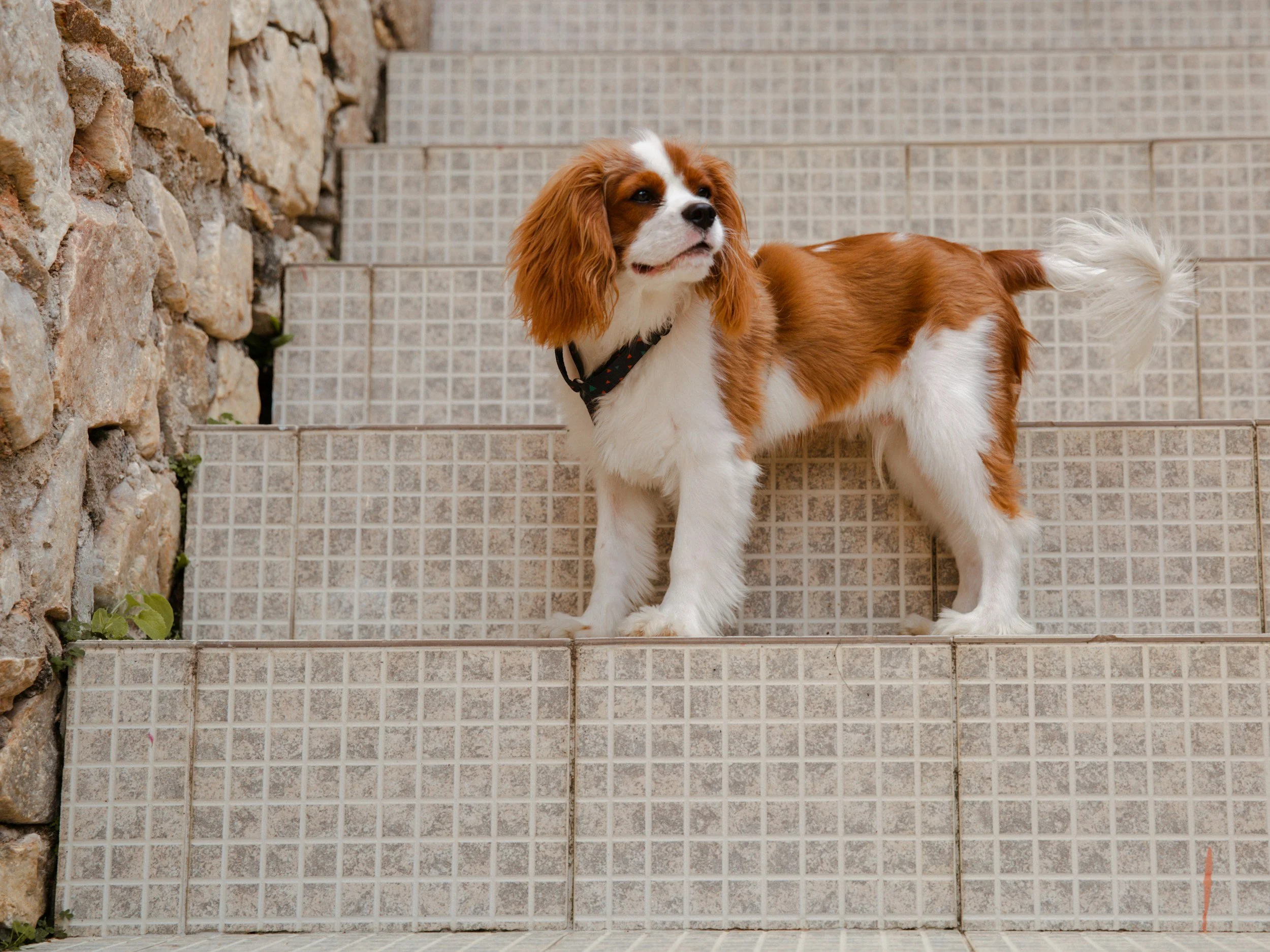 The Ultimate Cavapoo Guide: Size, Temperament, Coat, Lifespan &amp; Everything You Need to Know