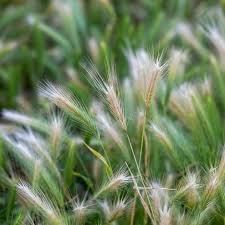 Foxtail and Cheatgrass: The Hidden Summer Danger Every Dog Owner in the West Needs to Know