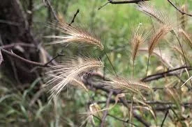 Cheatgrass vs Foxtail: What Every Dog Owner in Idaho Needs to Know