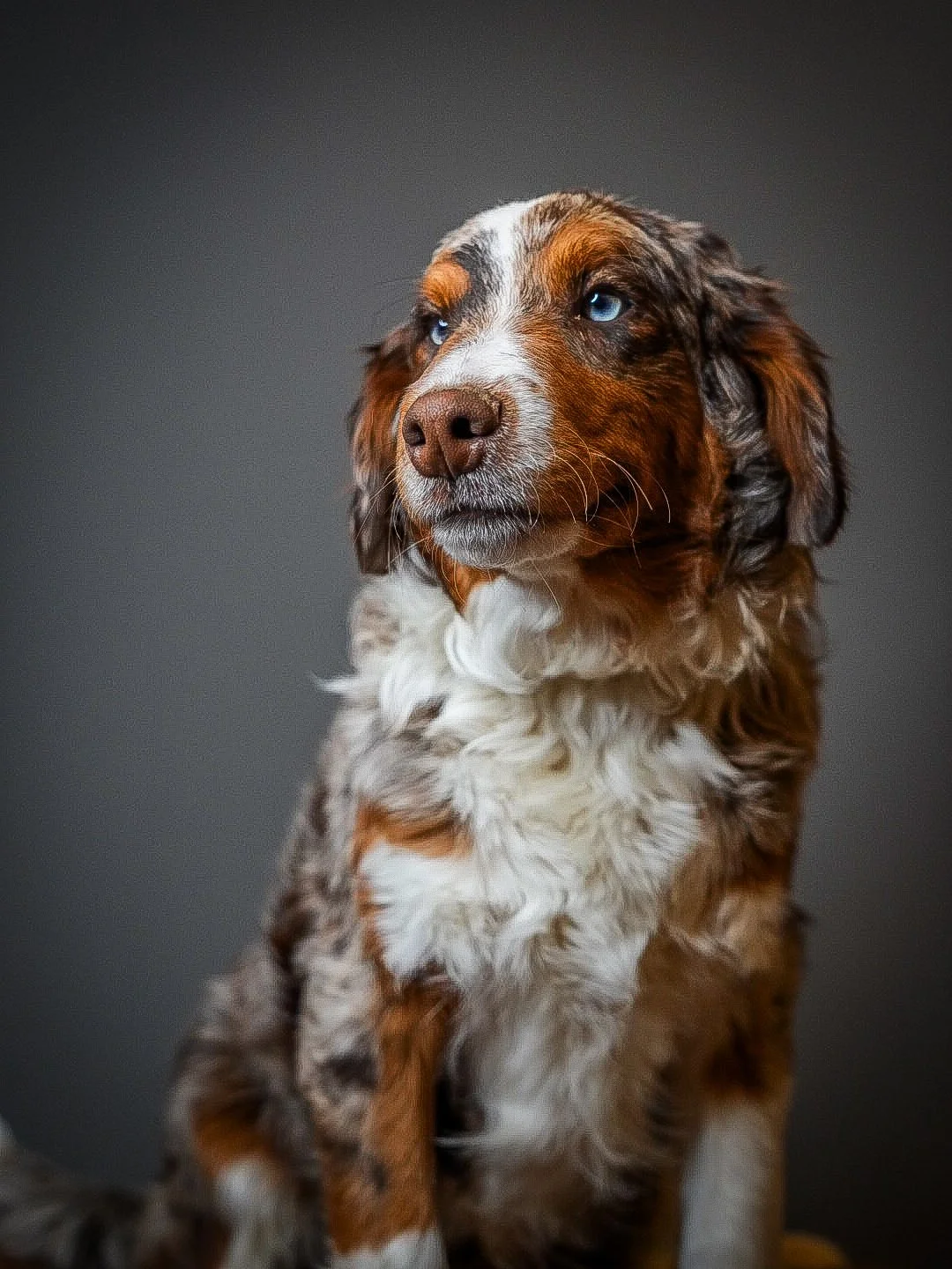Why Are Doodles So Expensive? What You're Actually Paying For