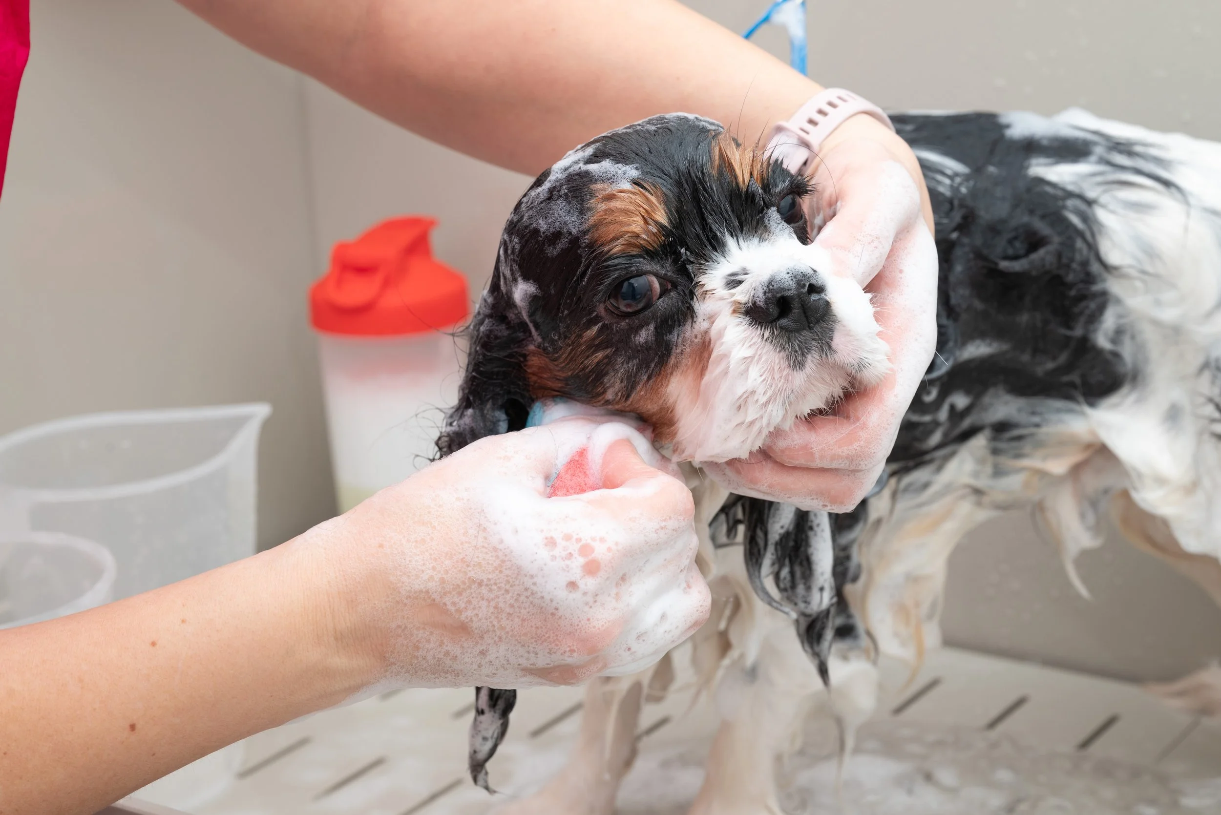 The Honest Cavapoo Buyer's Guide: What to Know Before You Bring One Home