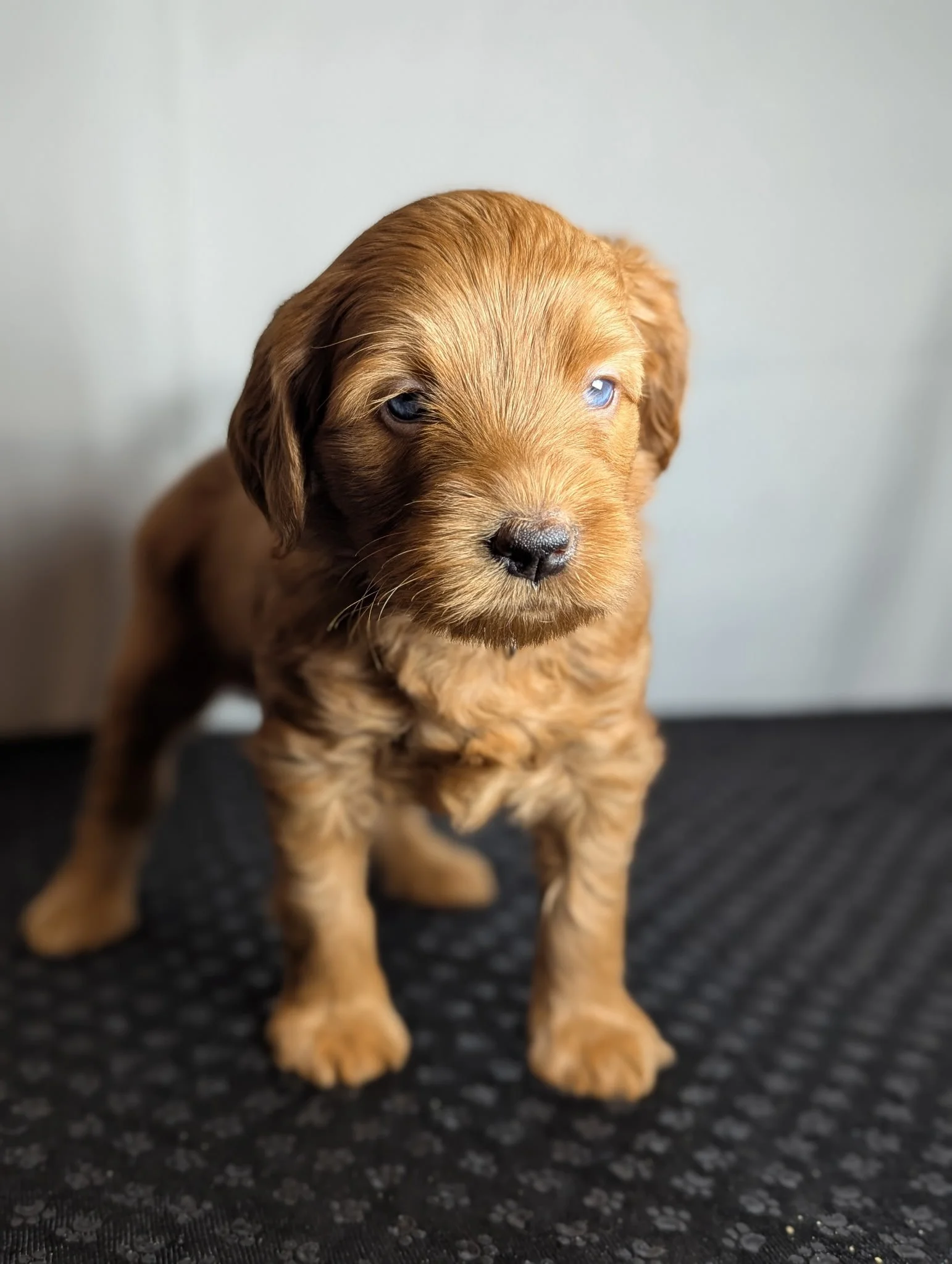 Why I Blended the Goldendoodle and the Schnoodle (And Why I'd Do It Again)