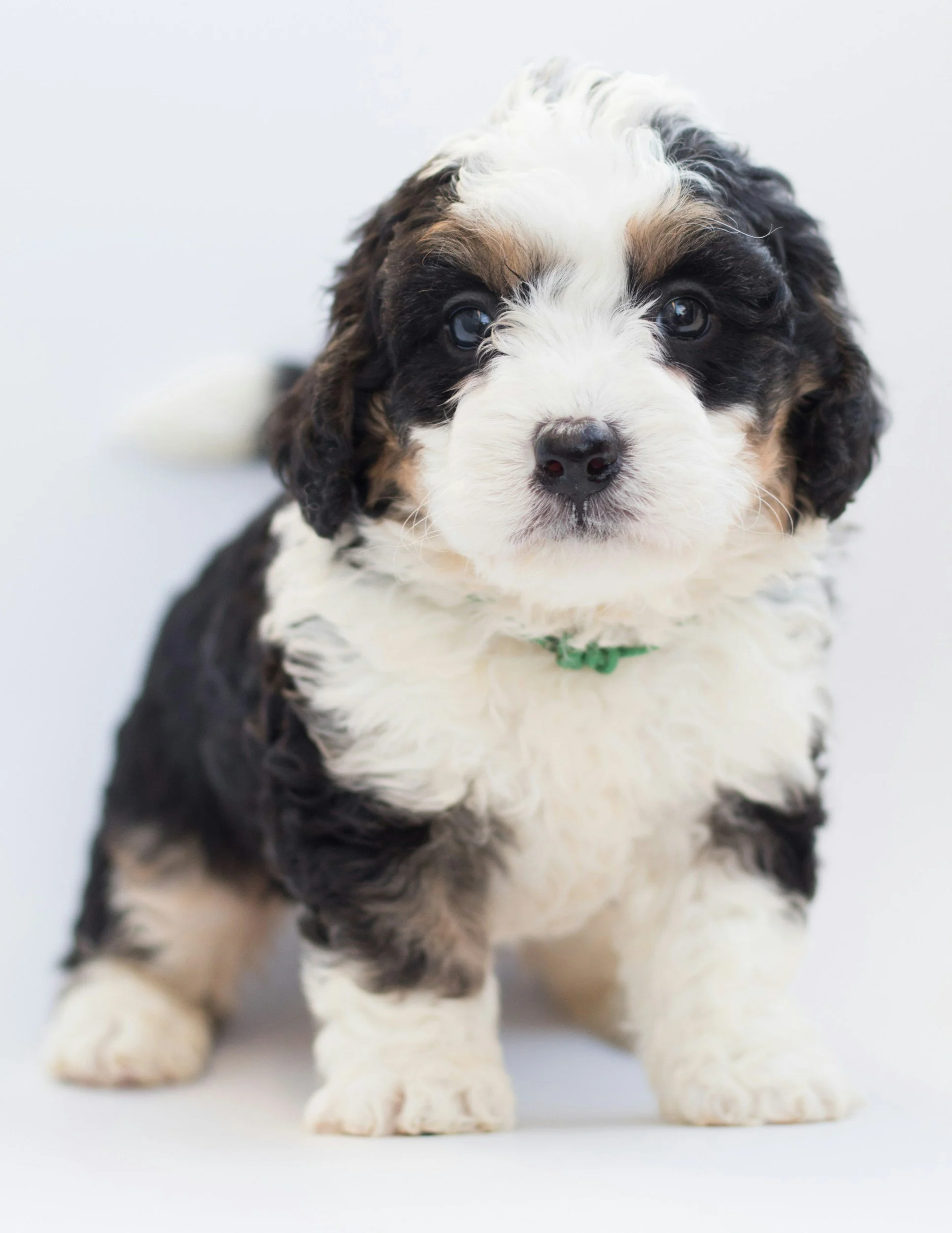 Bernedoodle Idaho: What to Know Before You Bring One Home