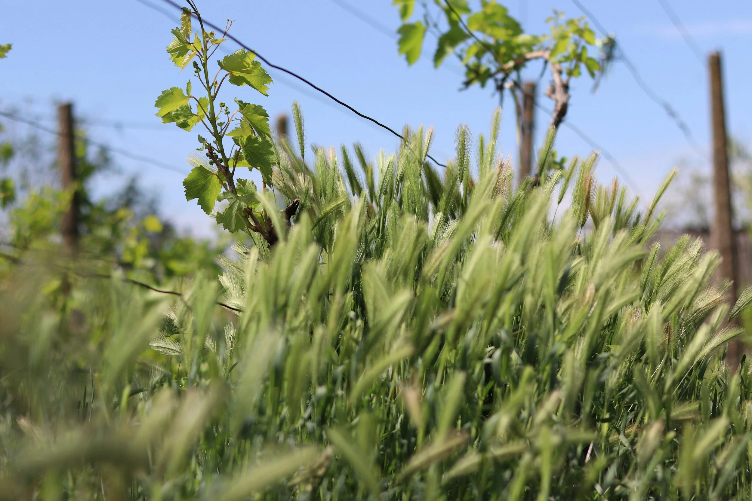 Foxtail in Idaho: Why This Little Weed Is One of the Worst Things for Your Dog