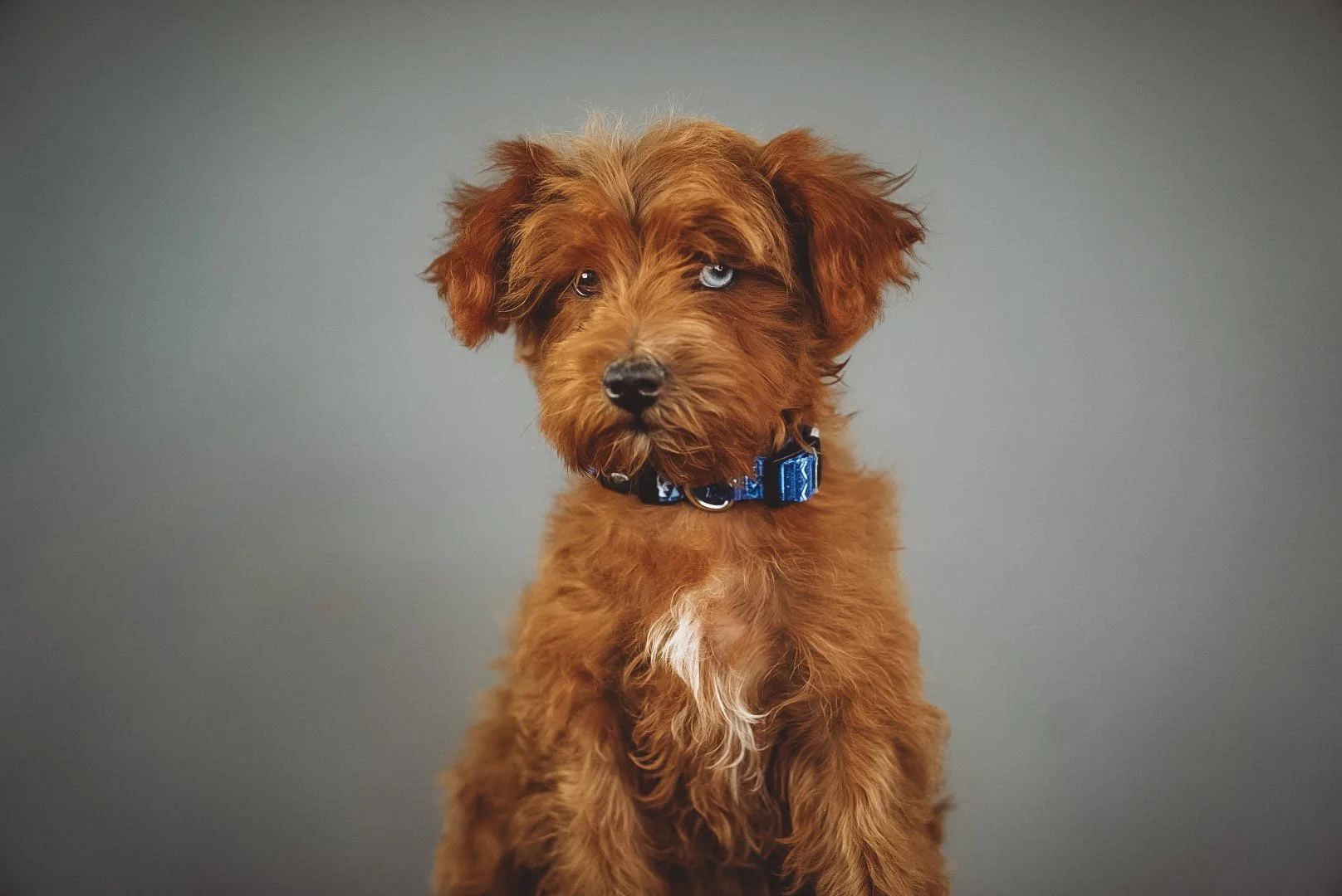 Where Can I Find a Reputable Schnoodle Breeder in Idaho?