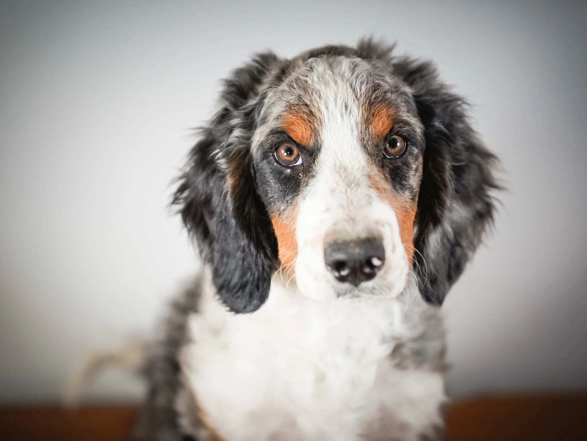 Your Puppy’s Upset Stomach Might Not Be the Food