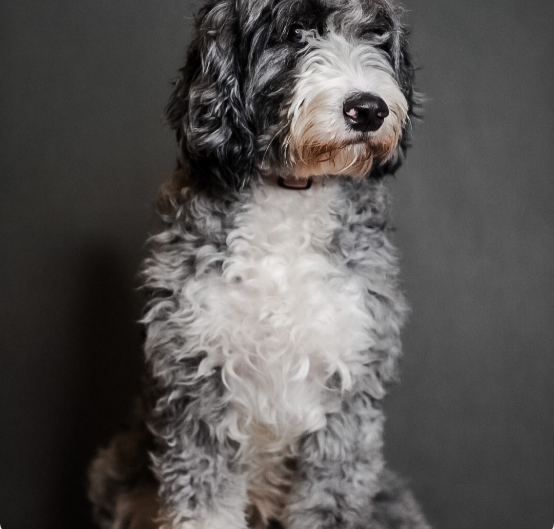 A black, white, and gray fluffy dog with curly fur, sitting against a dark background.