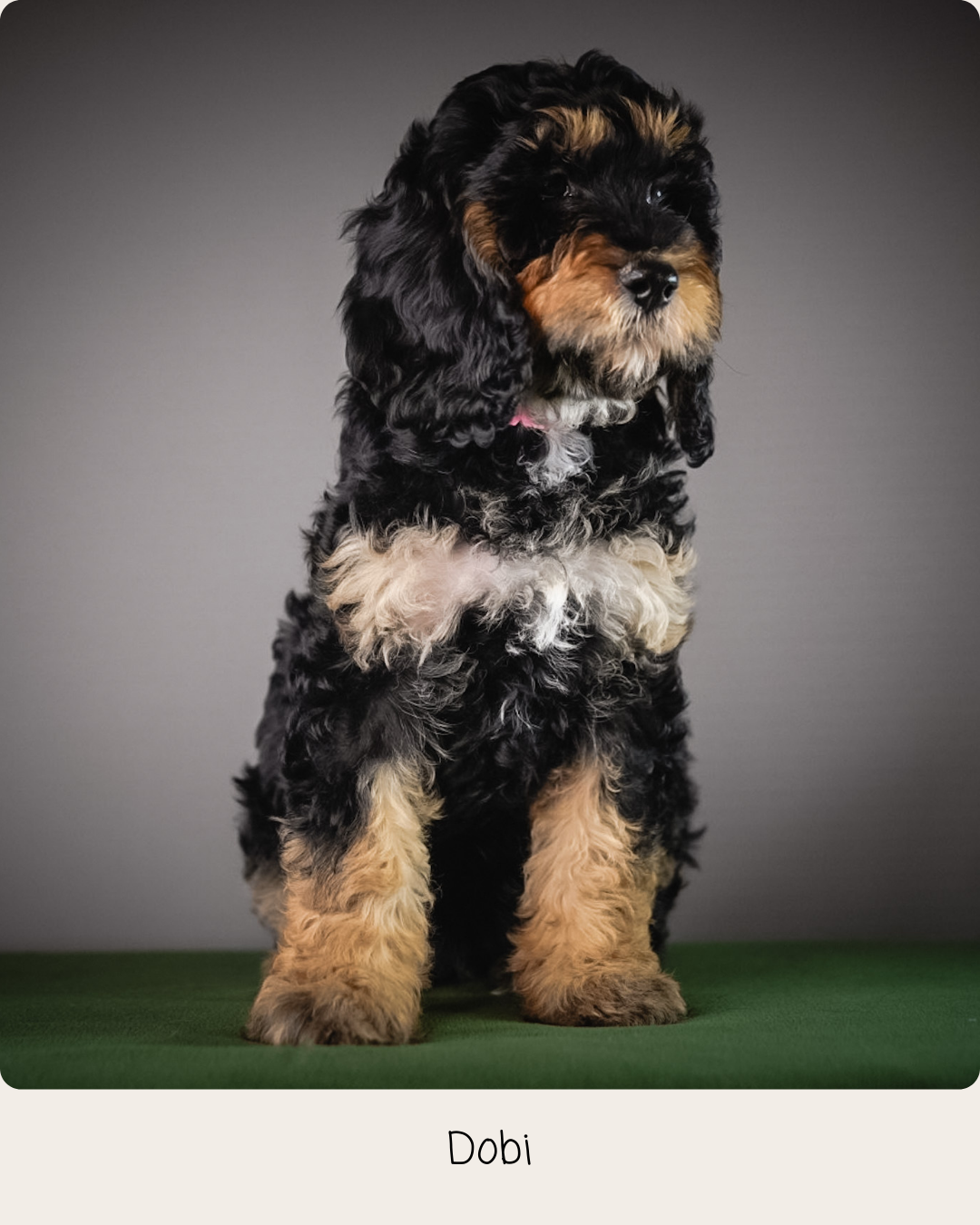 Bonnie puppies 8 weeks - 16.PNG