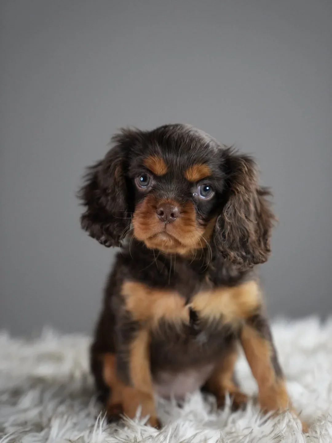 AKC King Charles Cavaliers