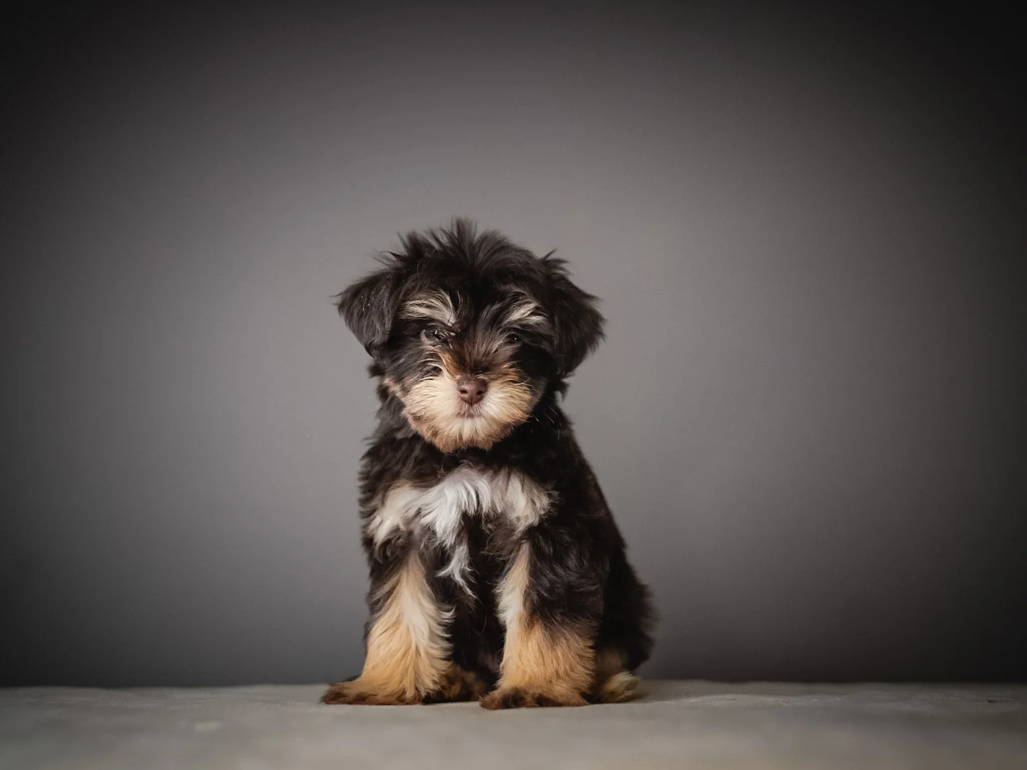 A small black, brown, and white puppy with floppy ears sitting on a gray surface against a dark background.