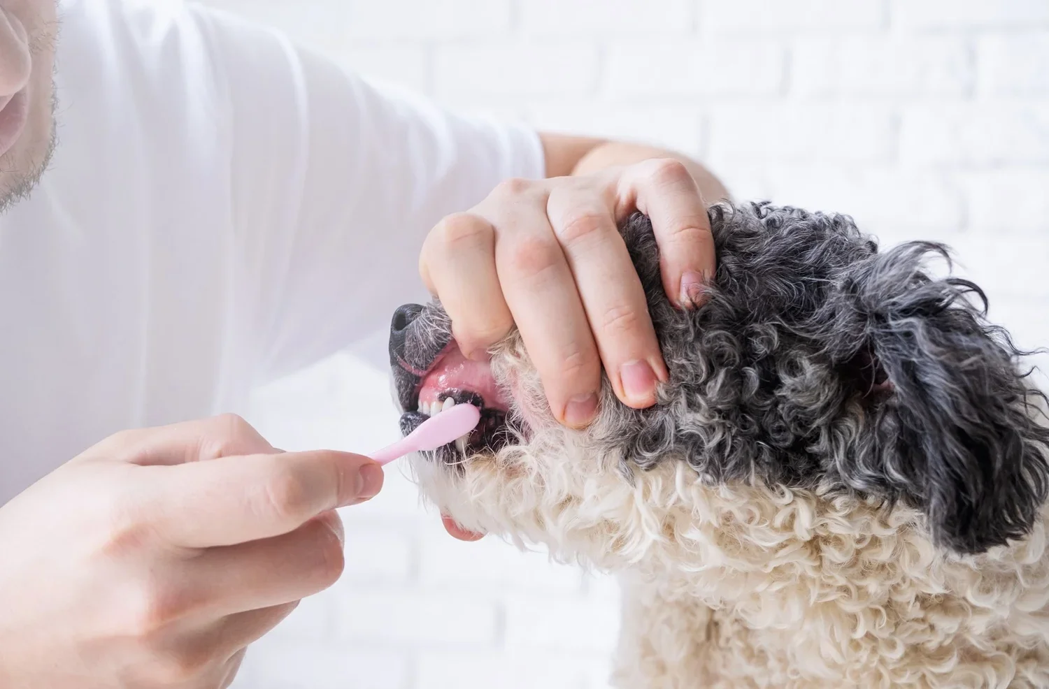 Person brushing a curly-haired dog’s teeth.