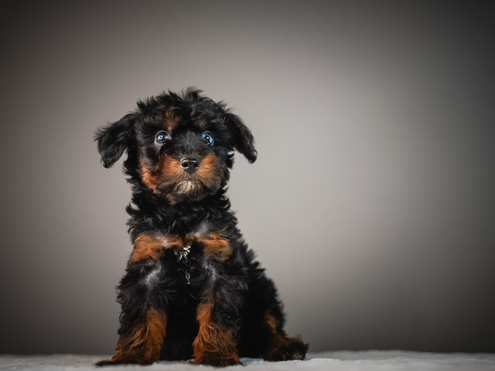 Why Choose a Schnoodle? Everything You Need to Know About This Lovable Doodle Breed